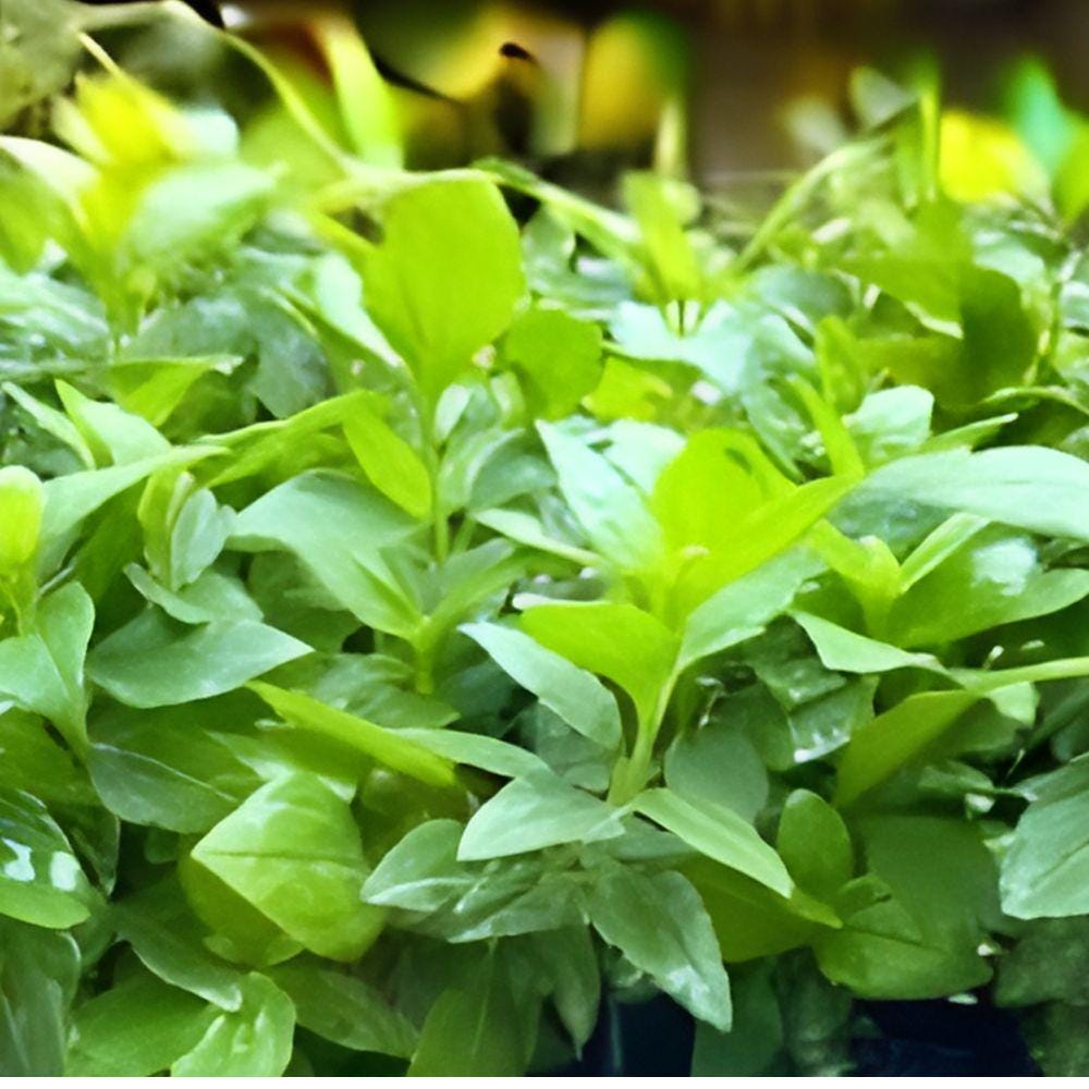 Live Mexican Dream Catching Herb Plant 6-10 Inches Calea zacatechichi Rare Shade-Loving Medicinal Shrub for Herbal Tea