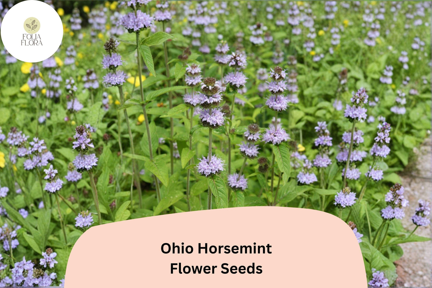 Ohio Horsemint Seeds | 300+ Lavender-Purple Wild Bee Balm Seeds | Monarda fistulosa | Pollinator-Friendly Perennial Garden