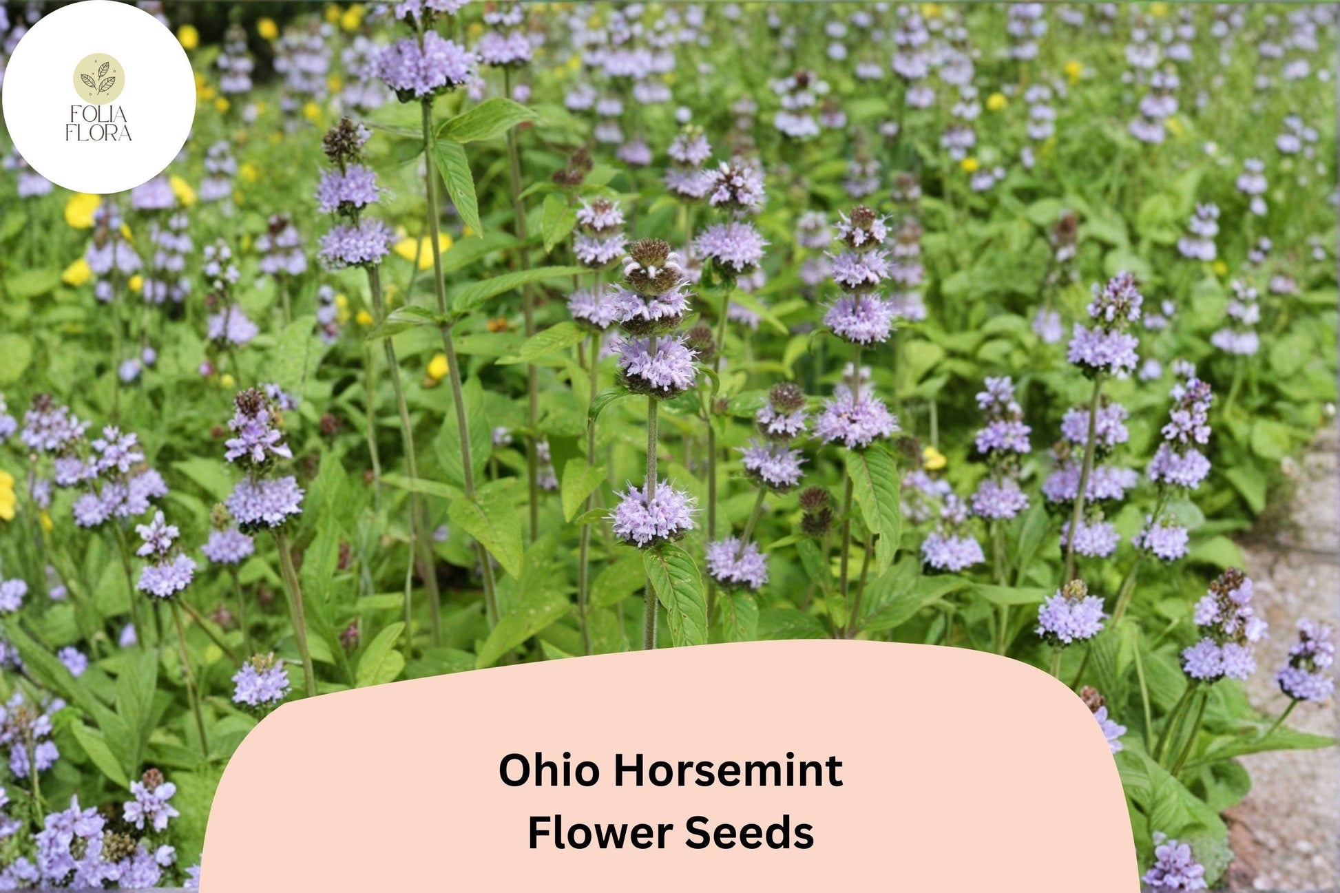 Ohio Horsemint Seeds | 300+ Lavender-Purple Wild Bee Balm Seeds | Monarda fistulosa | Pollinator-Friendly Perennial Garden