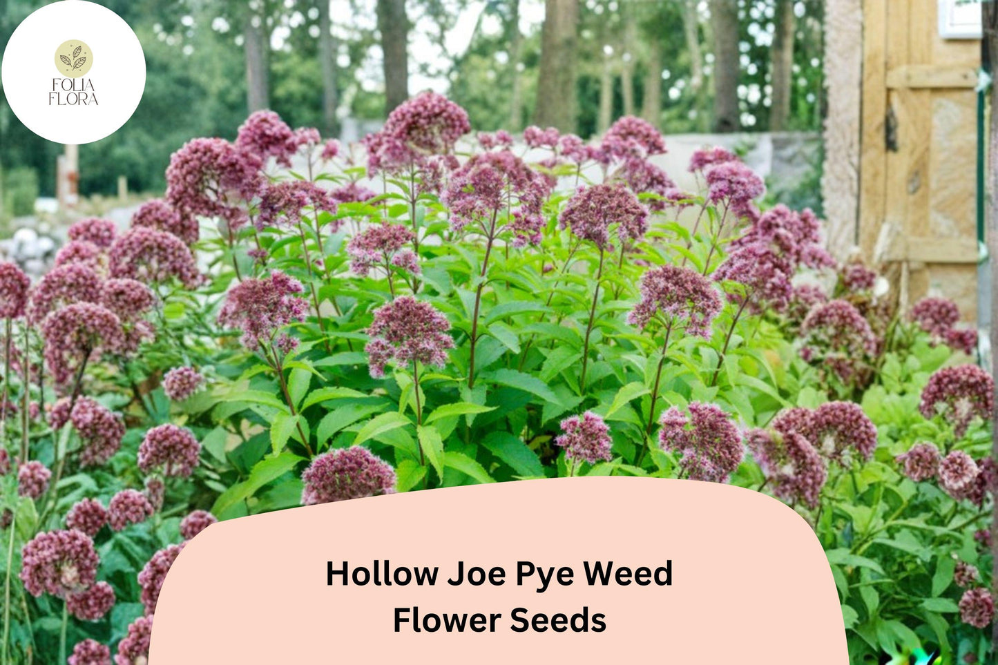 100+ Eutrochium fistulosum Seeds | Hollow Joe Pye Weed | Pink Wildflower Seeds for Pollinator Gardens
