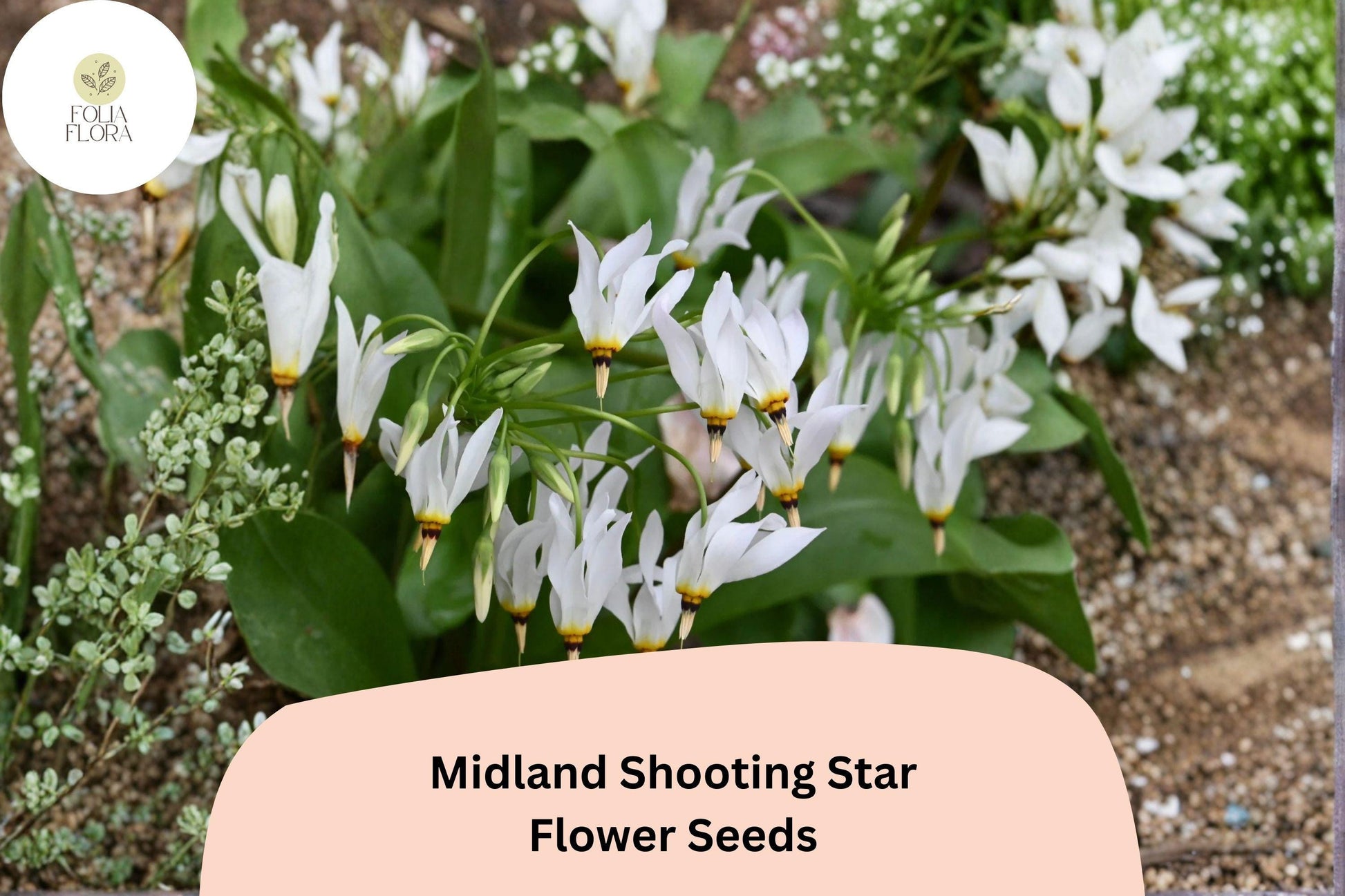 100 Midland Shooting Star Seeds | Dodecatheon meadia | Native Perennial Wildflower for Woodland Gardens, Pollinator-Friendly
