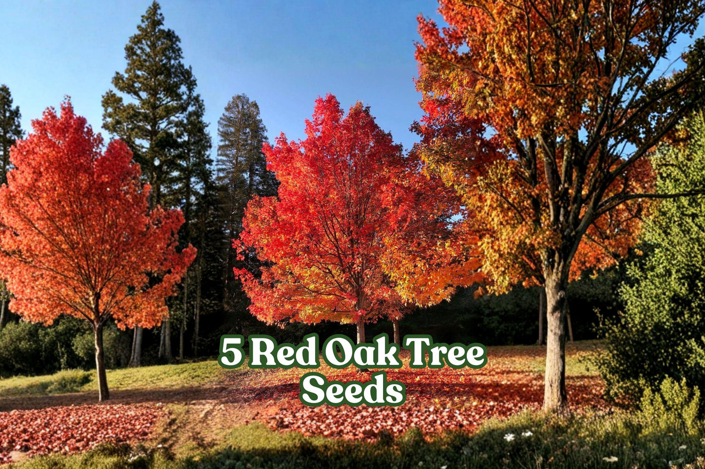 Red Oak Tree Seeds for Planting - 5 Seeds Quercus rubra | Ideal for Bonsai & Landscape Gardens | Deciduous Hardwood Tree