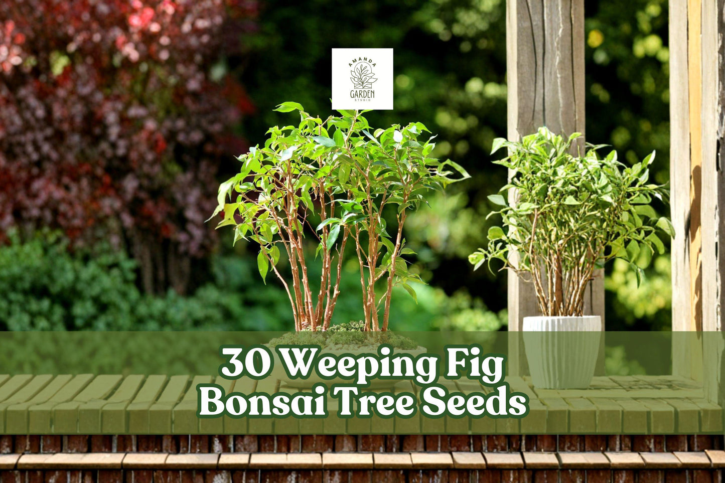 Weeping Fig Bonsai Tree Seeds - 30 Count Ficus benjamina - Indoor & Outdoor Planting - Glossy Green Leaves for Beginners