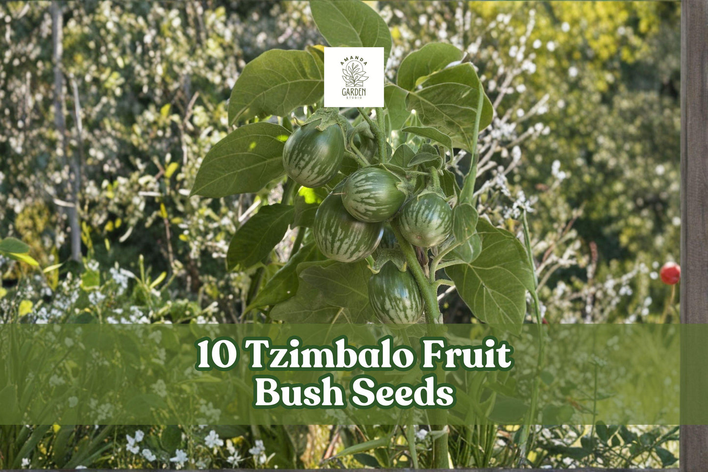 10 Tzimbalo Fruit Bush Seeds | Solanum caripense | Rare Ornamental Shrub for Warm Climates & Containers | Pepino Dulce