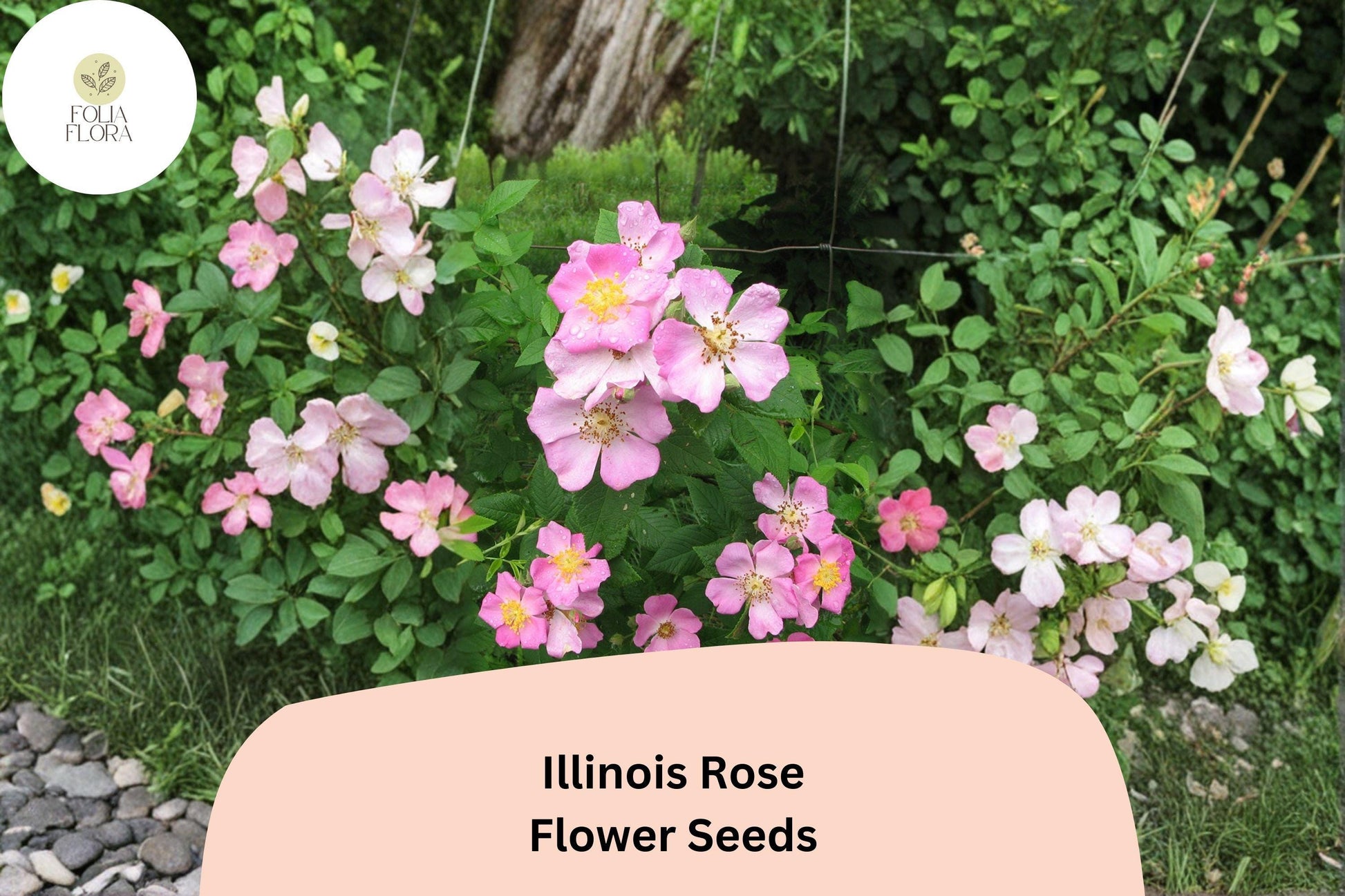 Illinois Rose Seeds - 30 Rosa setigera Climbing Rose, Pink Flowers for Pollinators, Native Garden, Hardy Perennial Shrub