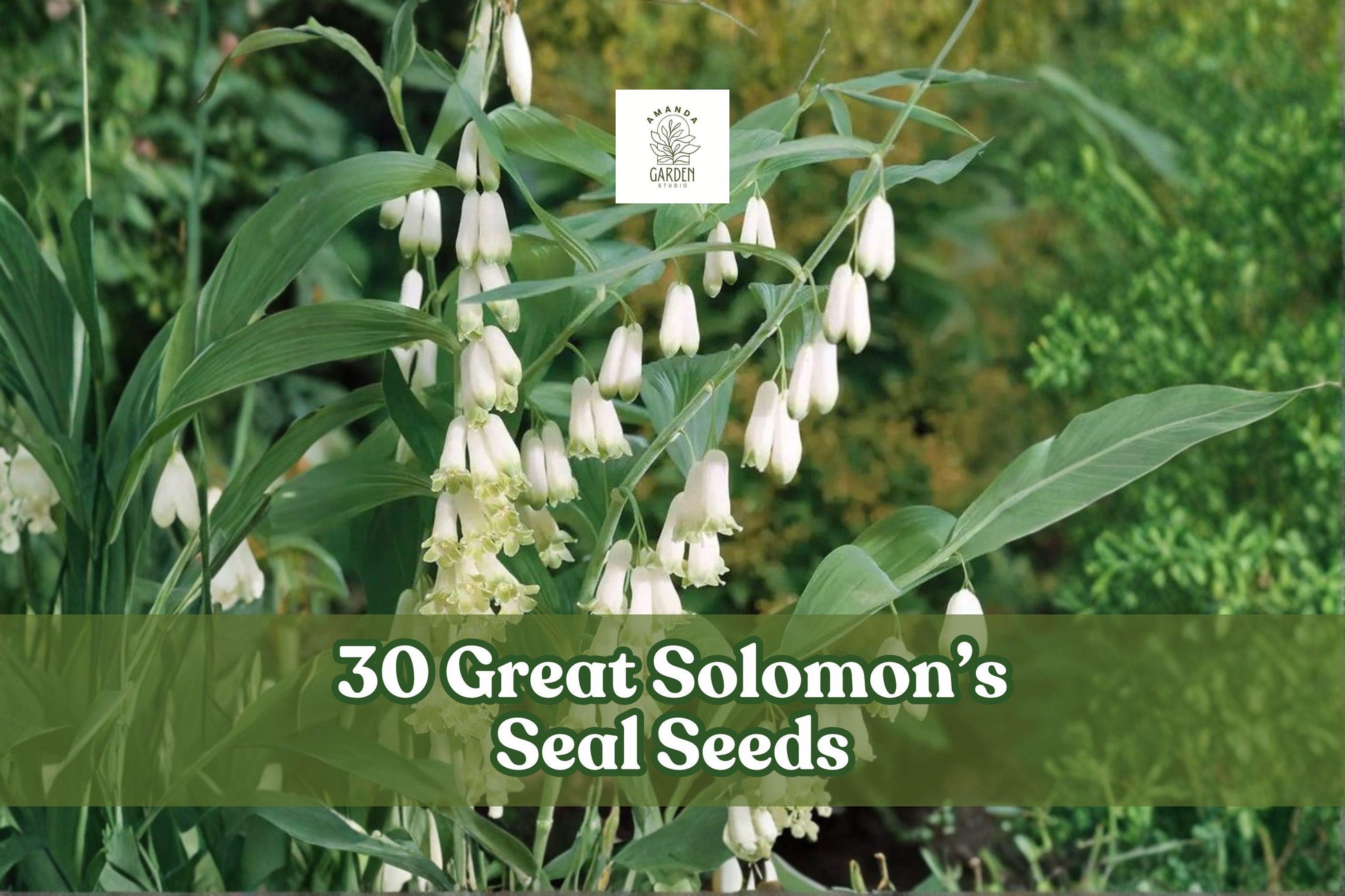 Great Solomon's Seal Seeds - 30 Pack, Polygonatum biflorum, Native Woodland Perennial for Shade Gardens, Arching Foliage & White Flowers
