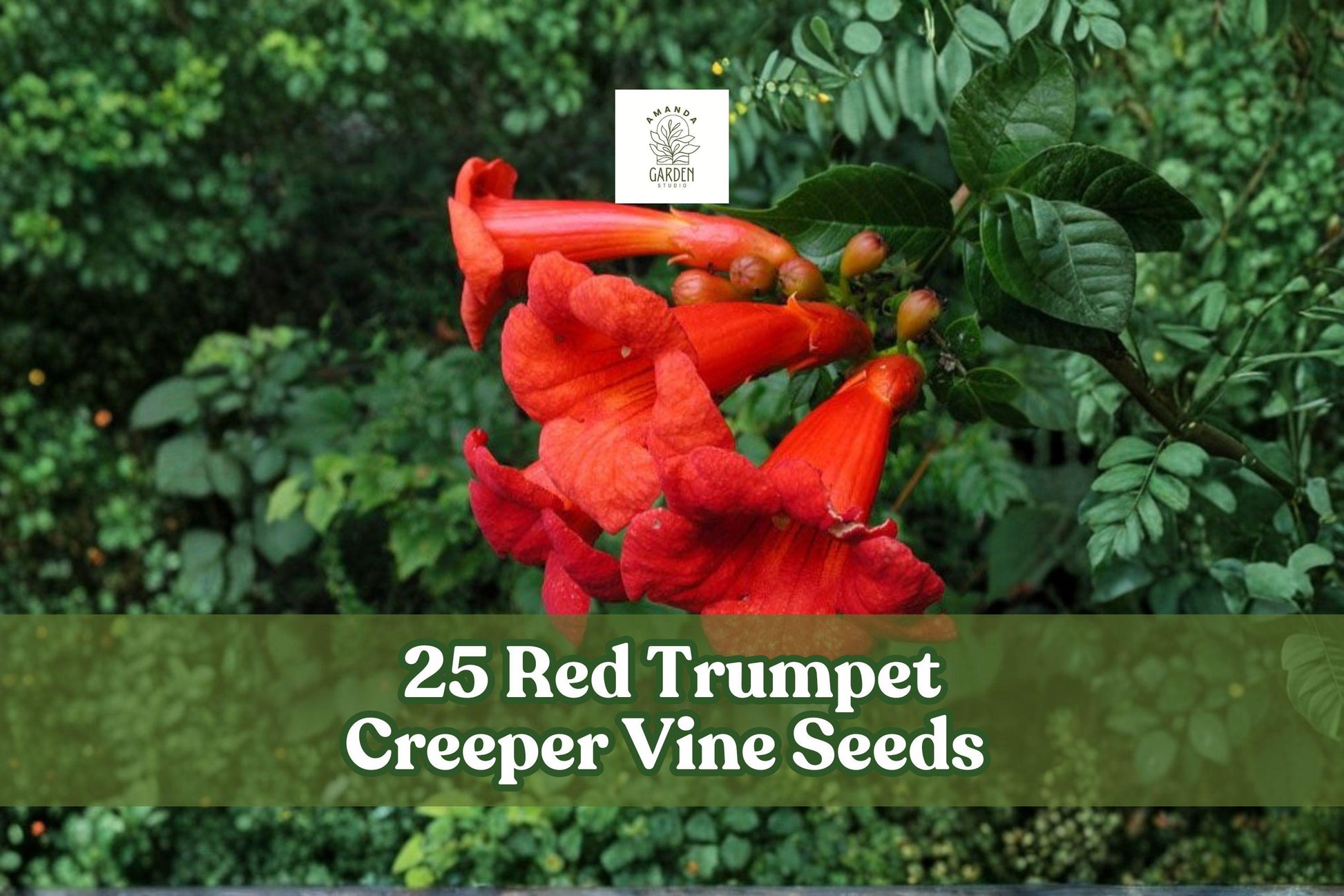 25 Red Trumpet Creeper Seeds | Campsis radicans | Fast-Growing Ornamental Climber for Fences & Arbors