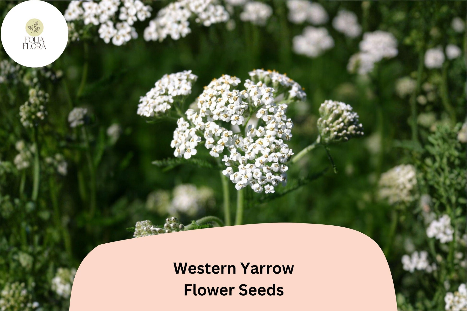 Western Yarrow Seeds | 500 Untreated Seeds | Achillea millefolium occidentalis | Native White Flower Perennial