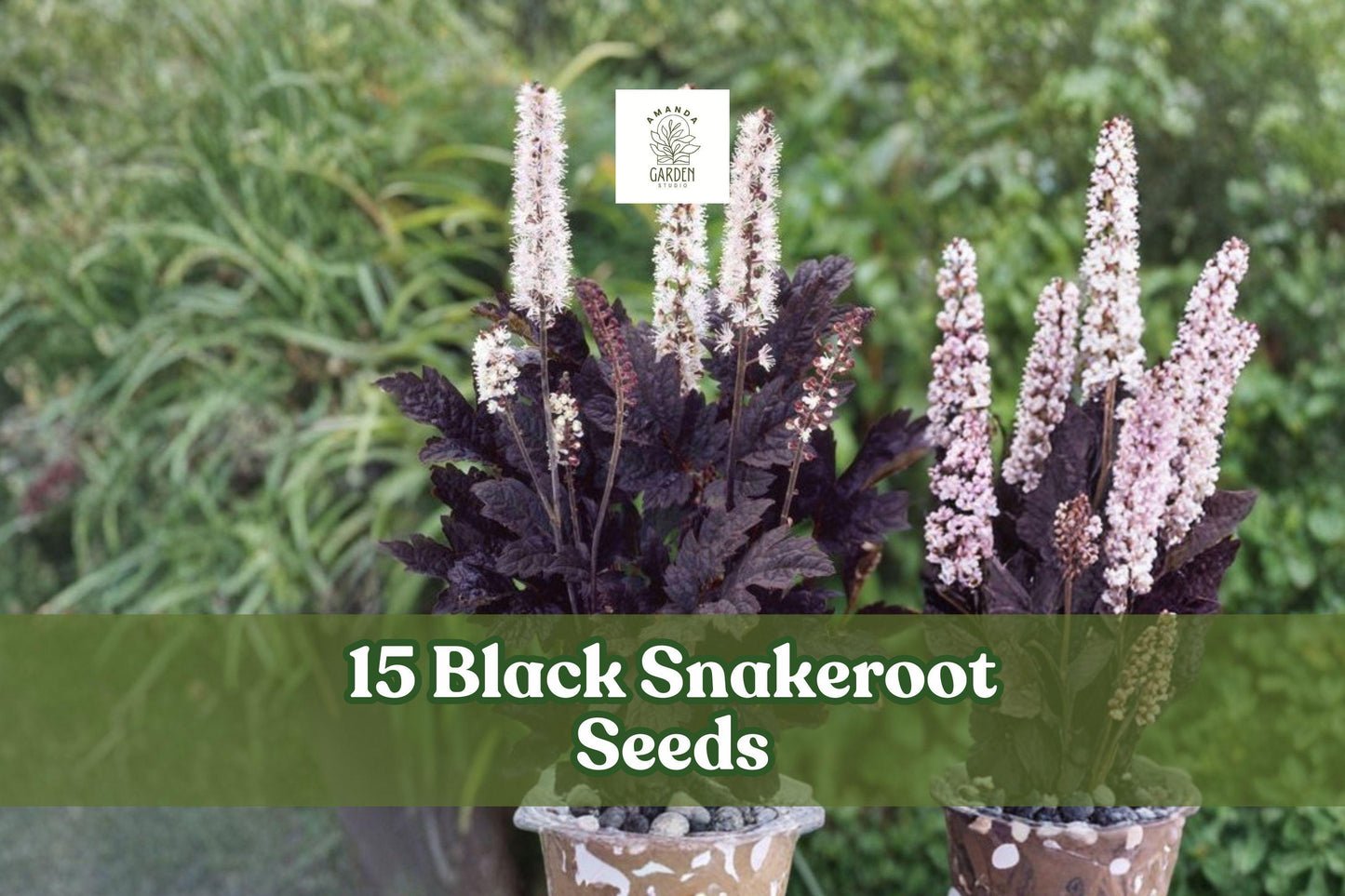 15 Black Snakeroot Seeds for Planting | Cimicifuga racemosa | Rare Native Woodland Perennial for Shade Gardens