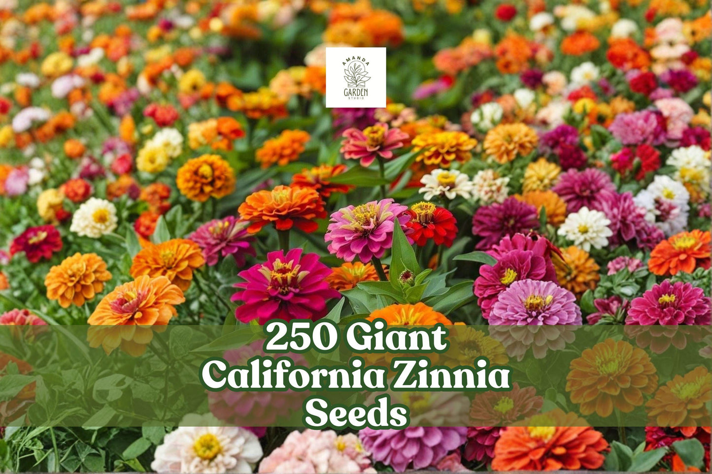 250 Giant California Zinnia Seeds for Planting | Mixed Color Annual Flowers | Zinnia elegans | Easy Care Garden Blooms