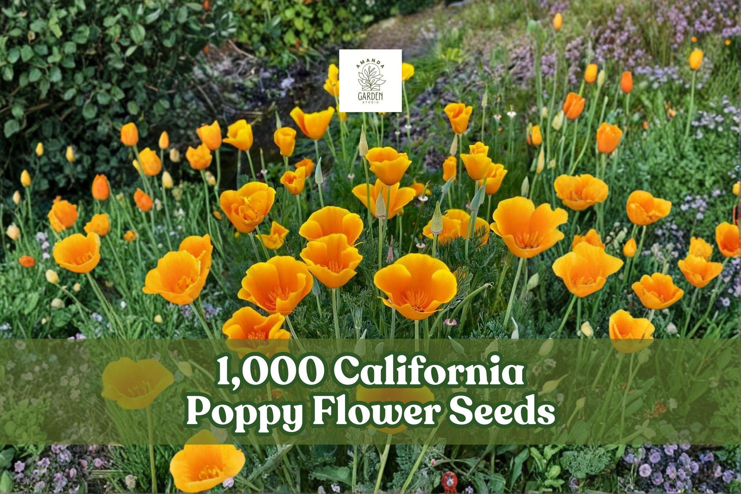 California Poppy Flower Seeds - 1,000 Bright Orange Annual Wildflower Seeds (Eschscholtzia californica) for Planting