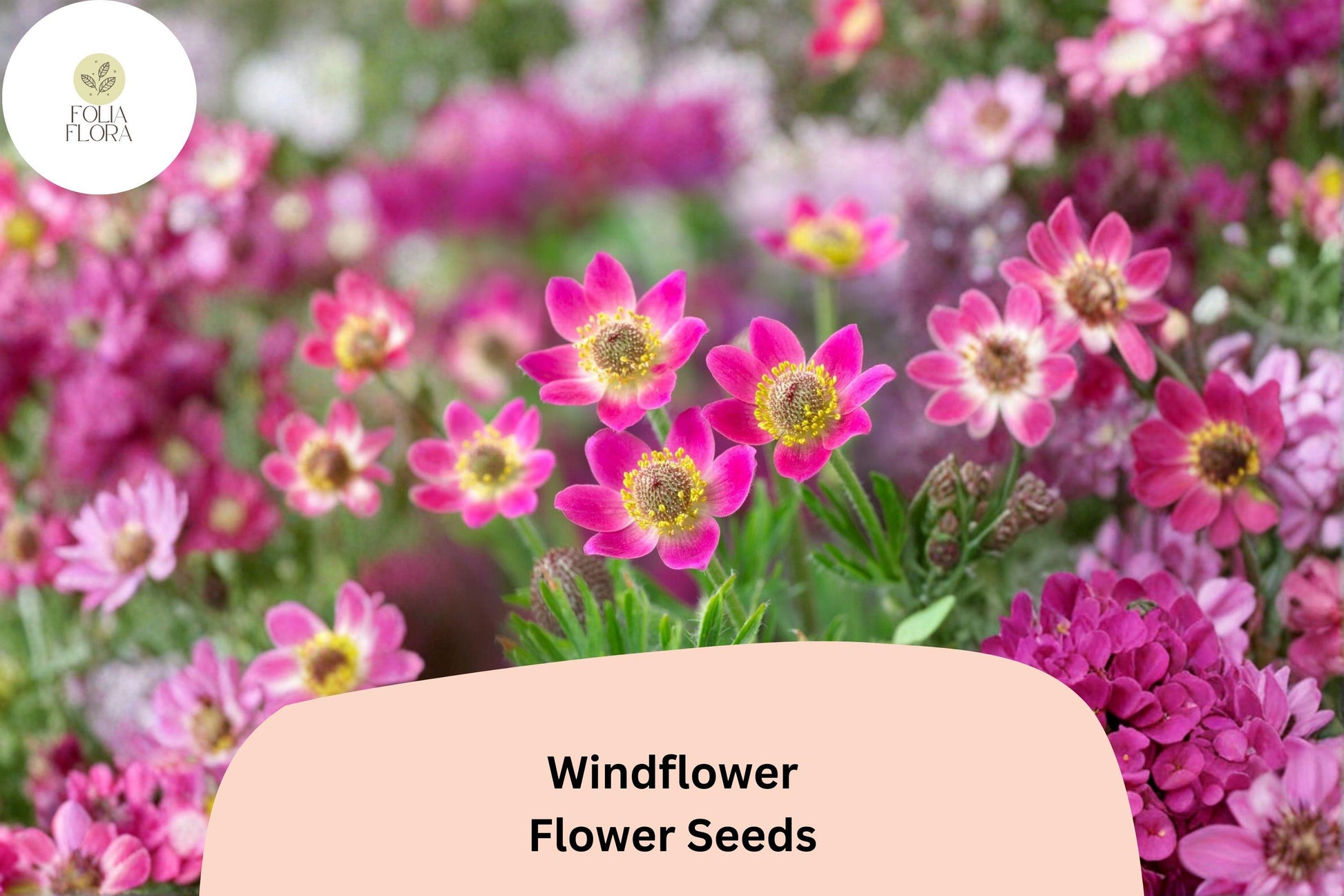 Anemone Seeds | 100 Count Windflower Burgundy Blooms | Anemone multifida | Native Perennial for Gardens and Borders