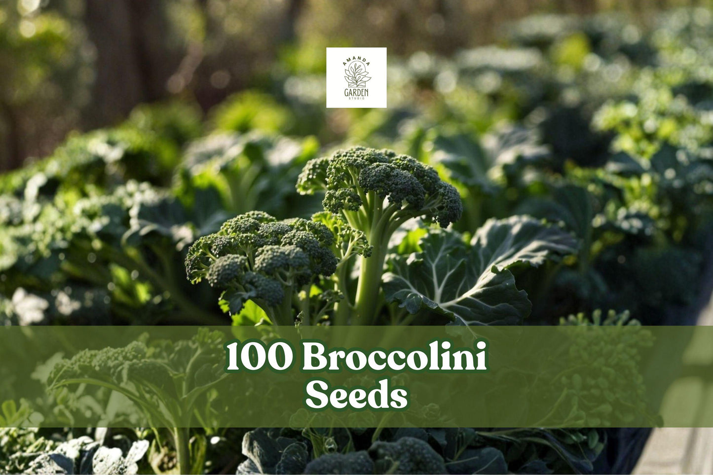 Broccolini Seeds - 100 Seeds for Planting - Brassica oleracea (Aspabroc) - Tender Green Vegetable for Home Gardens