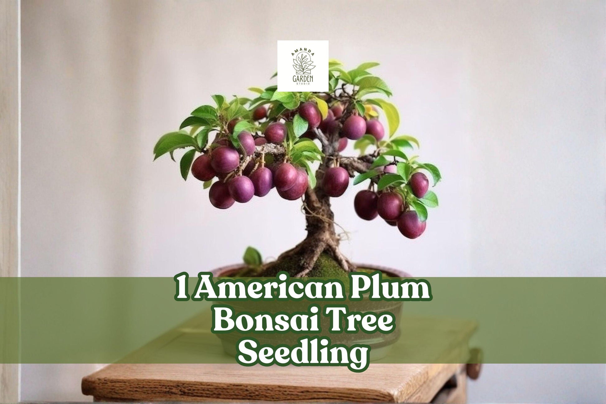 American Plum Bonsai Seedling | Live Fruit Tree Starter | Prunus americana | Ideal for Planting & Bonsai Cultivation