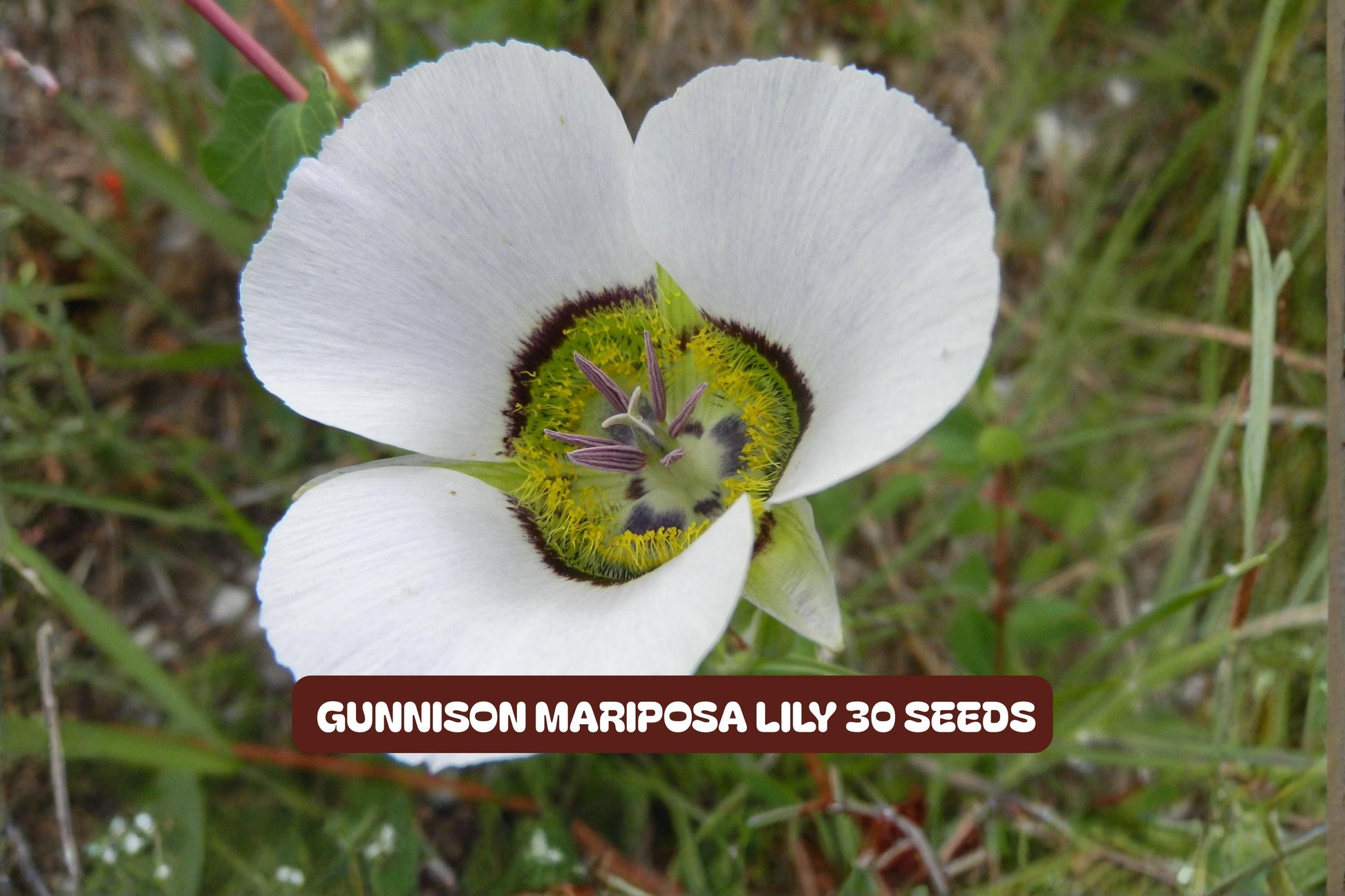 Gunnison Mariposa Lily Seeds - 30 Count Rocky Mountain Wildflower Perennial - Calochortus gunnisonii - Drought-Tolerant Garden Seeds