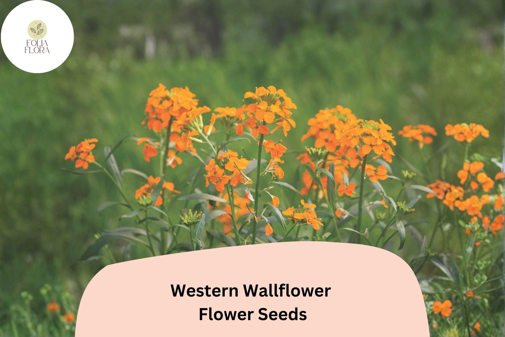 Erysimum capitatum Seeds | 100 Western Wallflower Seeds | Orange Yellow Blooms | Native Wildflower for Garden