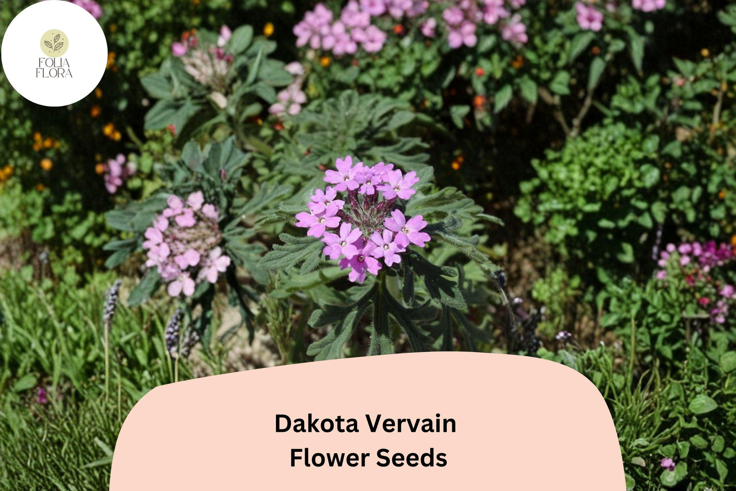 Dakota Vervain Seeds | 50 Count | Glandularia bipinnatifida | Purple Wildflower for Garden & Landscape