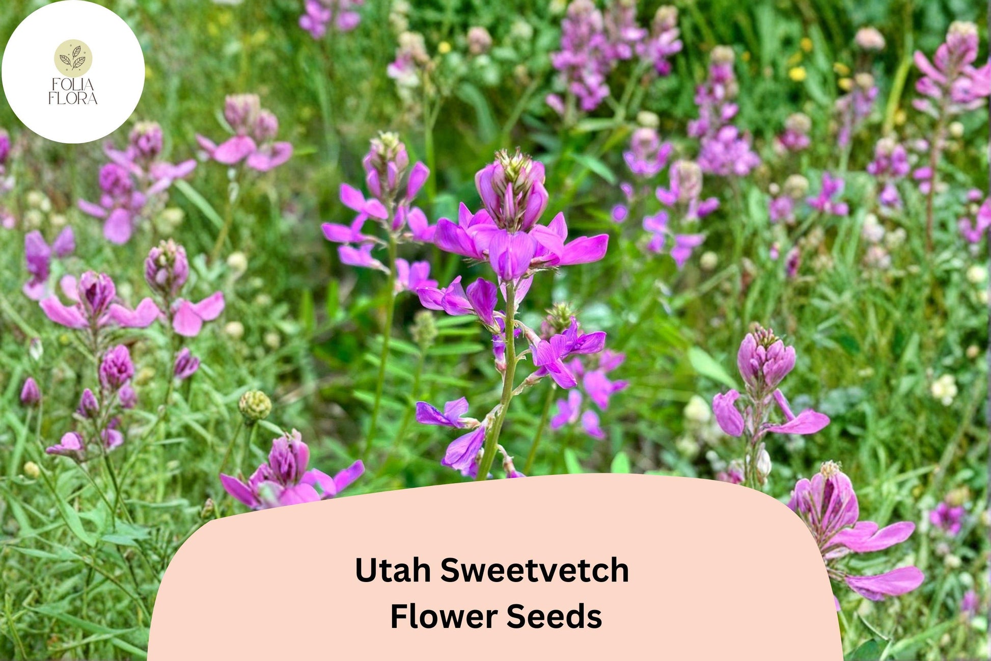 Hedysarum boreale Seeds | 25 Utah Sweetvetch Pink Purple Blooms | Native Perennial Wildflower for Gardens