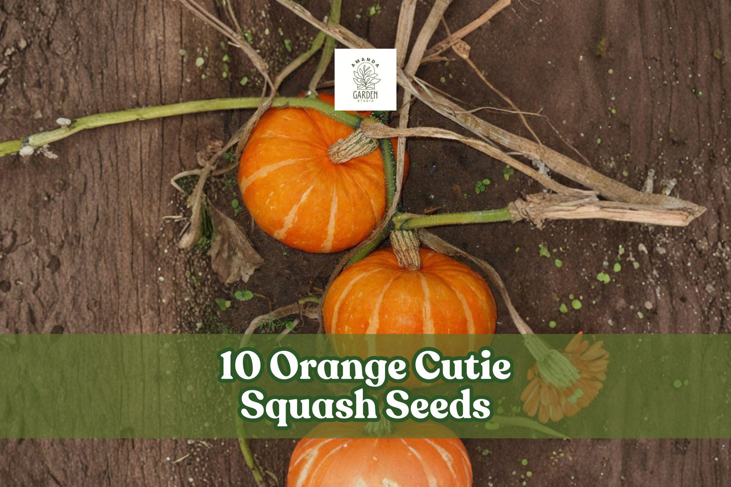 10 Orange Cutie Squash Seeds for Planting | Cucurbita pepo | Compact Garden Variety for Small Spaces