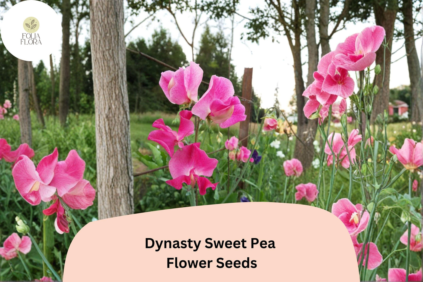Dynasty Sweet Pea Seeds (50+ Seeds) | Pink Climbing Flower Vine | Lathyrus odoratus | Ornamental Annual Garden Plant