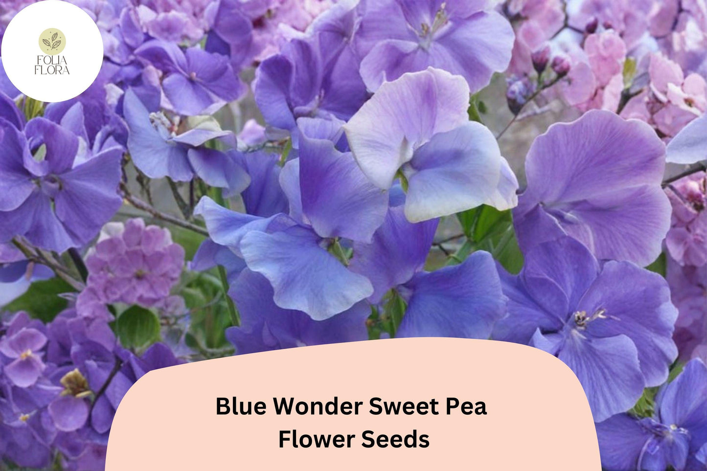 Blue Wonder Sweet Pea Seeds - 50+ Lathyrus Odoratus - Climbing Annual with Blue Blooms for Vertical Gardens