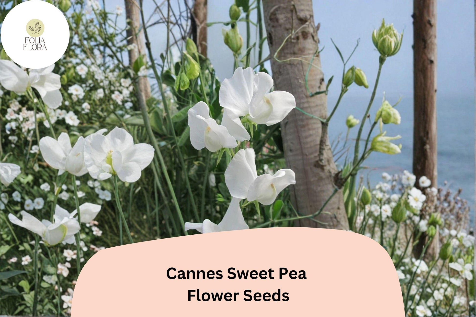 Cannes Sweet Pea Seeds | 50+ Untreated Lathyrus odoratus | Tall Climbing Annual Flower Vine for Trellises & Gardens