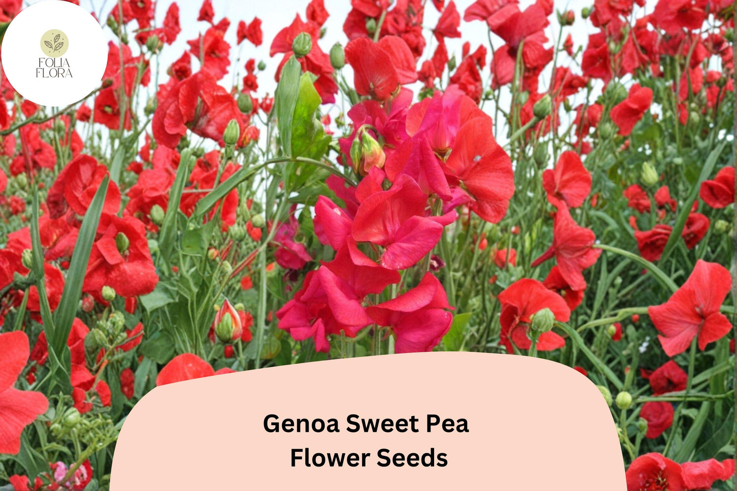 Genoa Sweet Pea Seeds | 50+ Climbing Annual Flower Seeds | Lathyrus odoratus | Large Decorative Blooms for Gardens