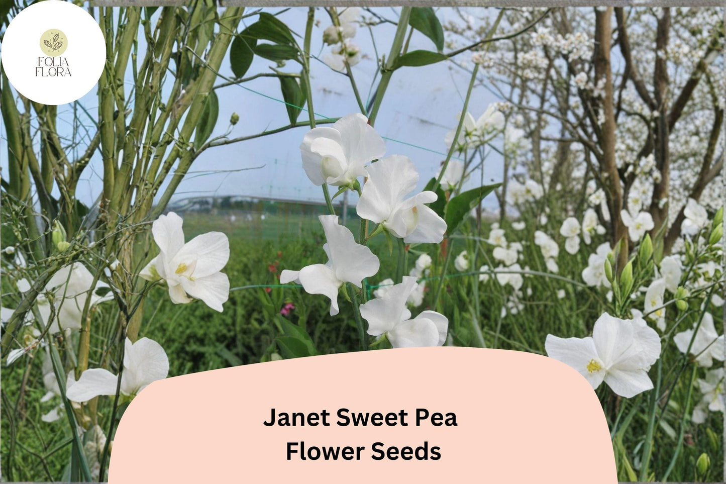 Janet Sweet Pea Seeds | 50+ White Climbing Flower Seeds | Lathyrus odoratus | Ornamental Garden Plant