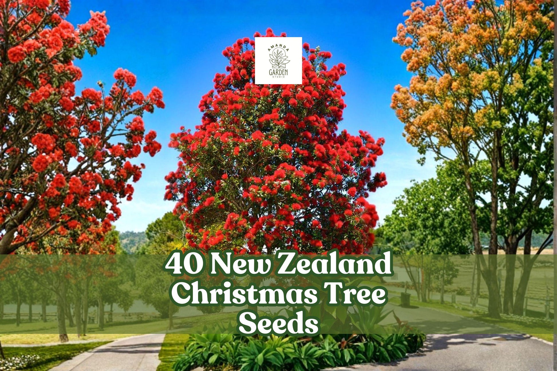 New Zealand Christmas Tree Seeds | 40 Metrosideros excelsa | Evergreen Ornamental for Coastal Gardens | Vibrant Foliage