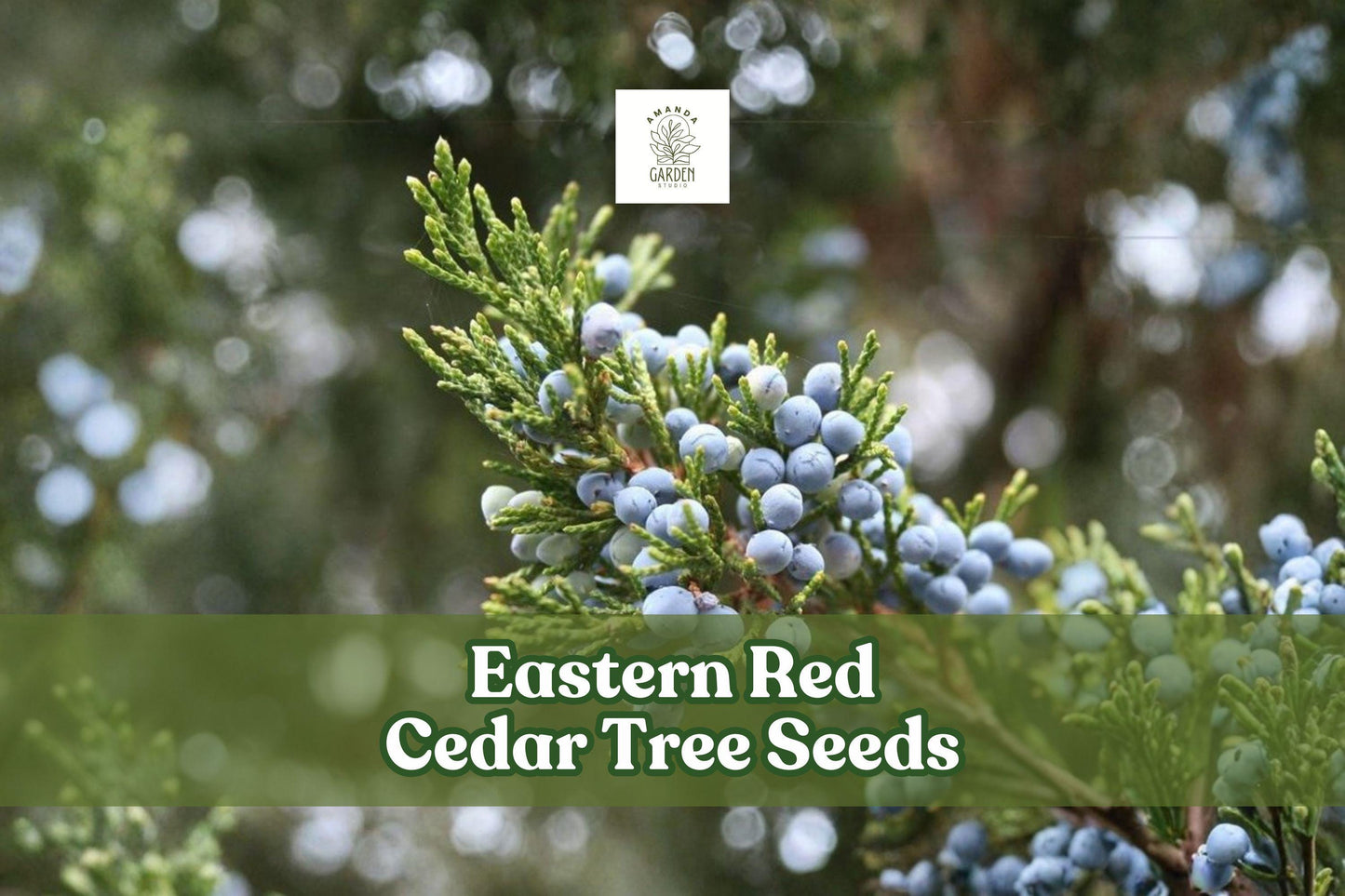 Eastern Red Cedar Tree Seeds | Juniperus virginiana | Hardy Evergreen for Outdoor Planting and Windbreaks