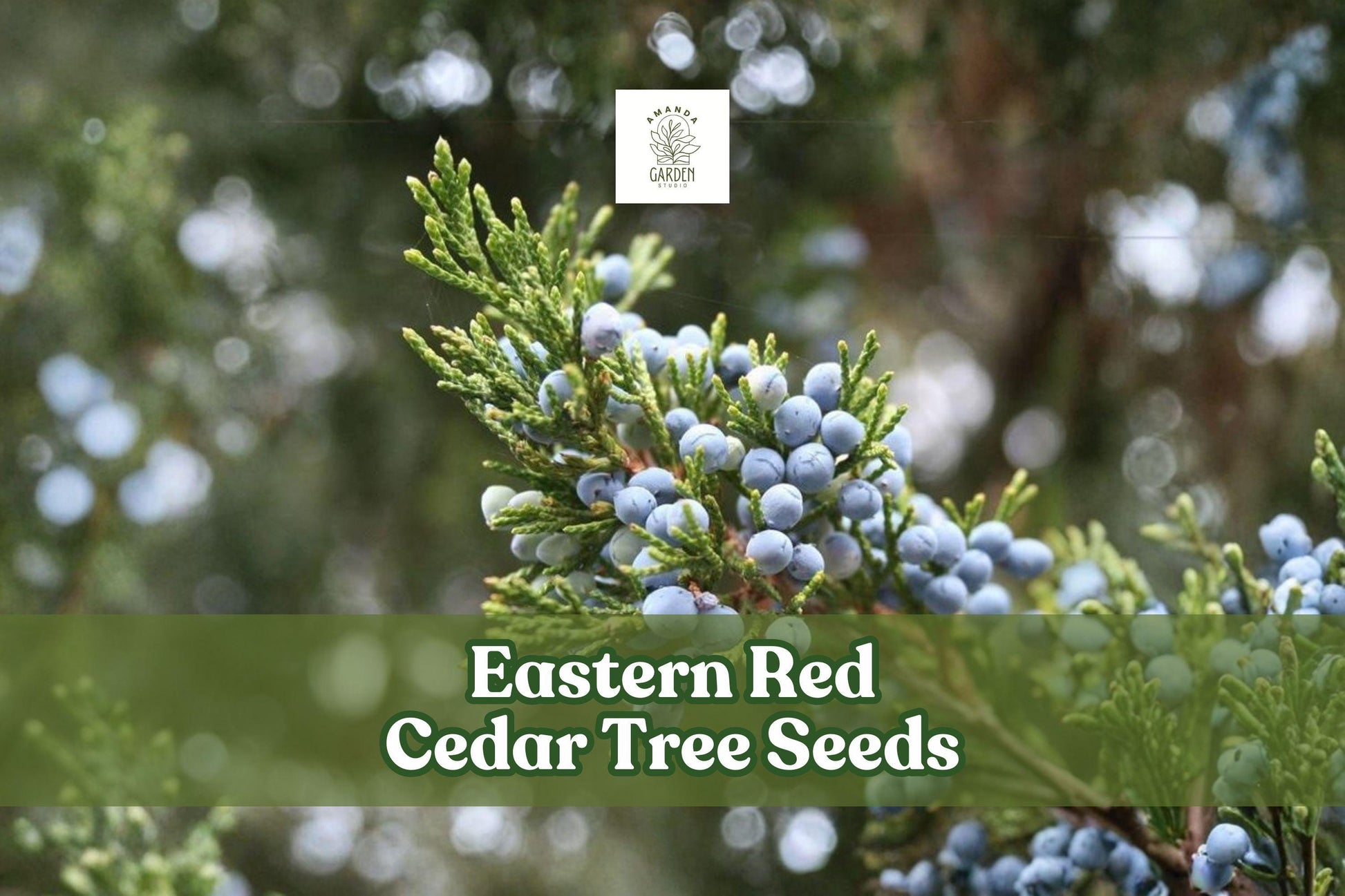 Eastern Red Cedar Tree Seeds | Juniperus virginiana | Hardy Evergreen for Outdoor Planting and Windbreaks