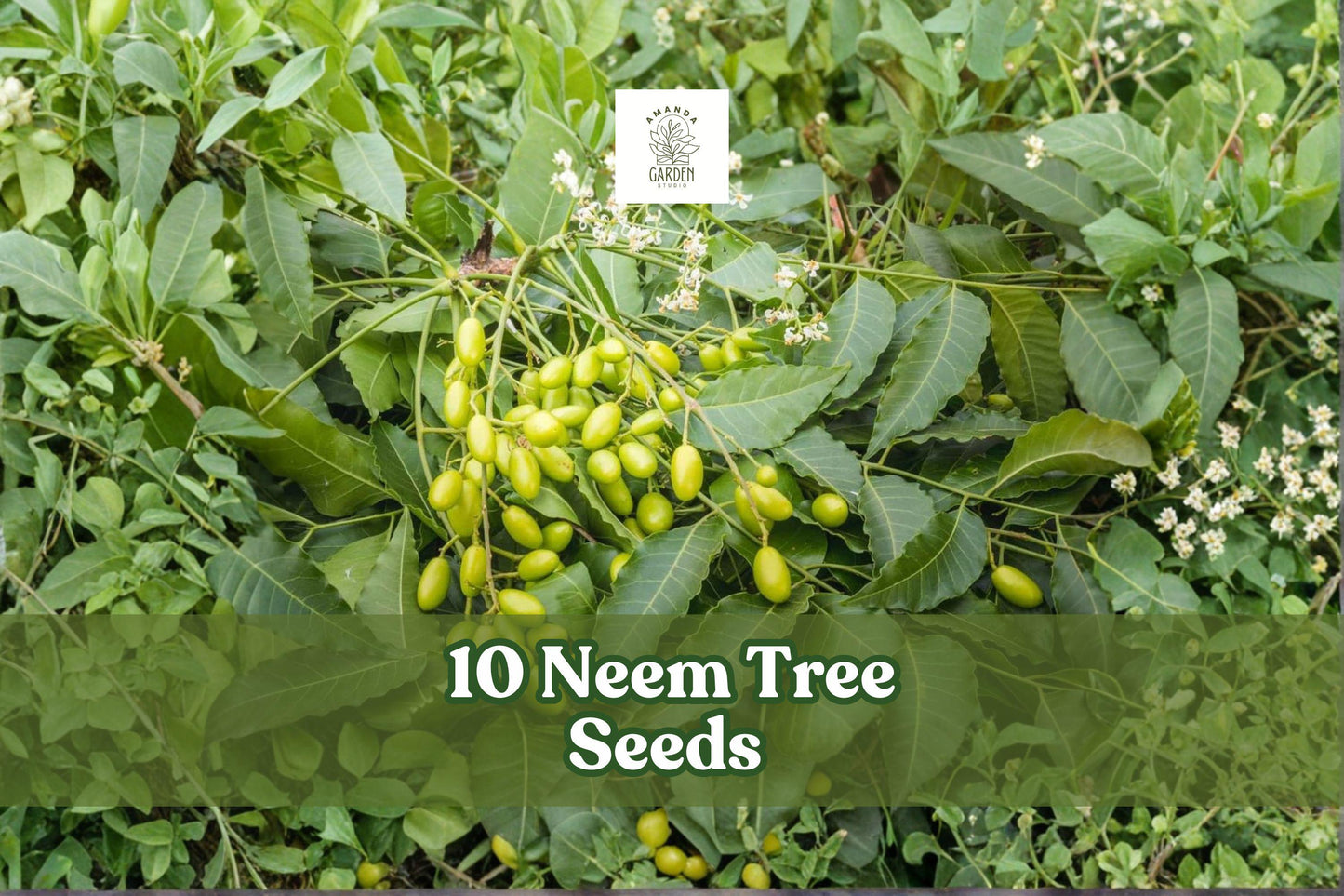 Neem Tree Seeds | 10 Seeds | Azadirachta indica | Tropical Evergreen for Outdoor Planting