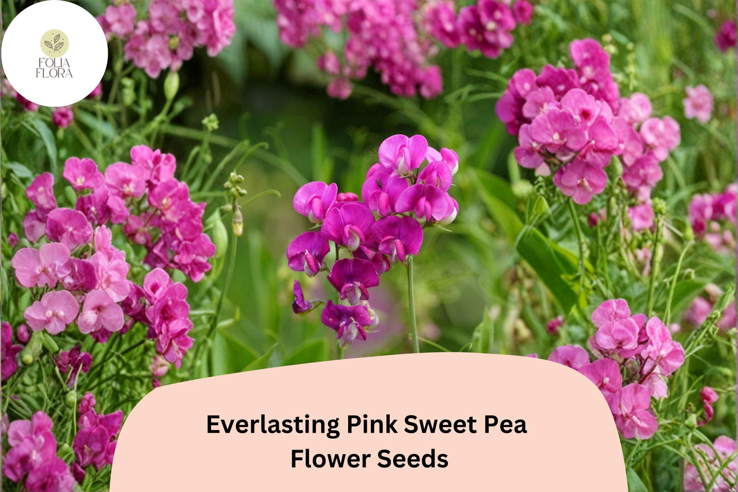 Everlasting Pink Sweet Pea Seeds | 50+ Seeds | Perennial Climbing Vine | Lathyrus latifolius | Ornamental Garden Use