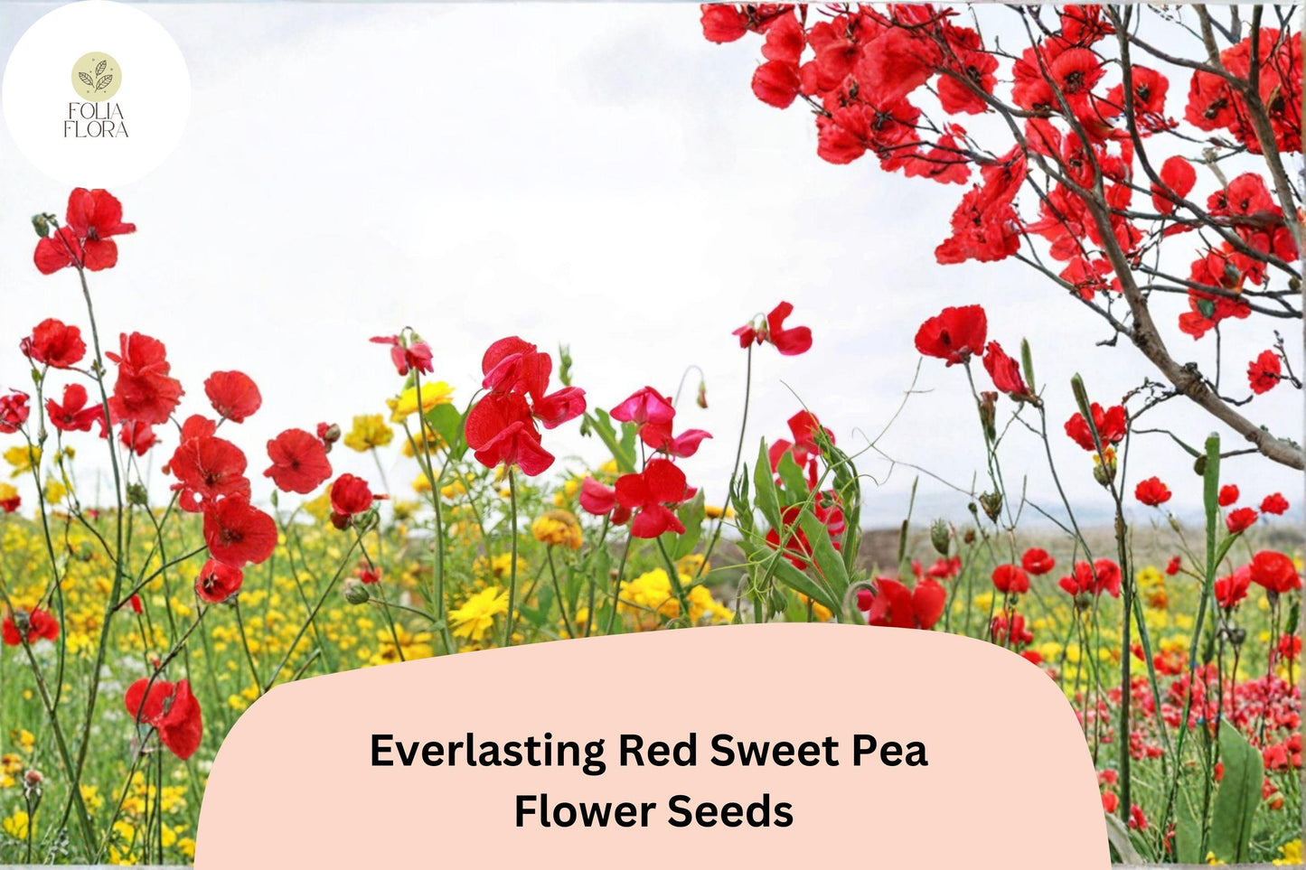 Red Sweet Pea Seeds | 50+ Everlasting Climbing Vine | Lathyrus latifolius | Hardy Perennial with Bold Red Flowers
