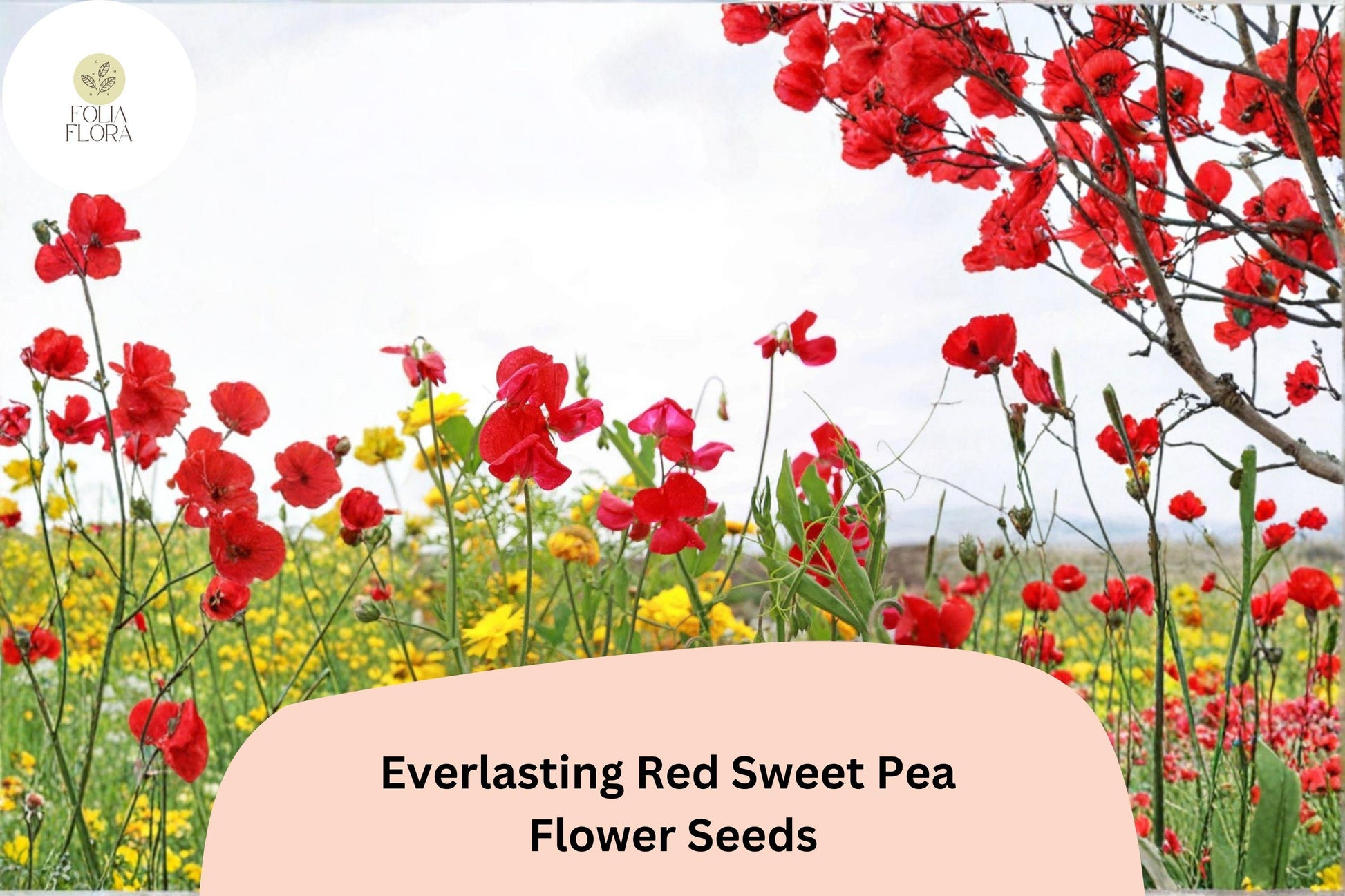 Red Sweet Pea Seeds | 50+ Everlasting Climbing Vine | Lathyrus latifolius | Hardy Perennial with Bold Red Flowers