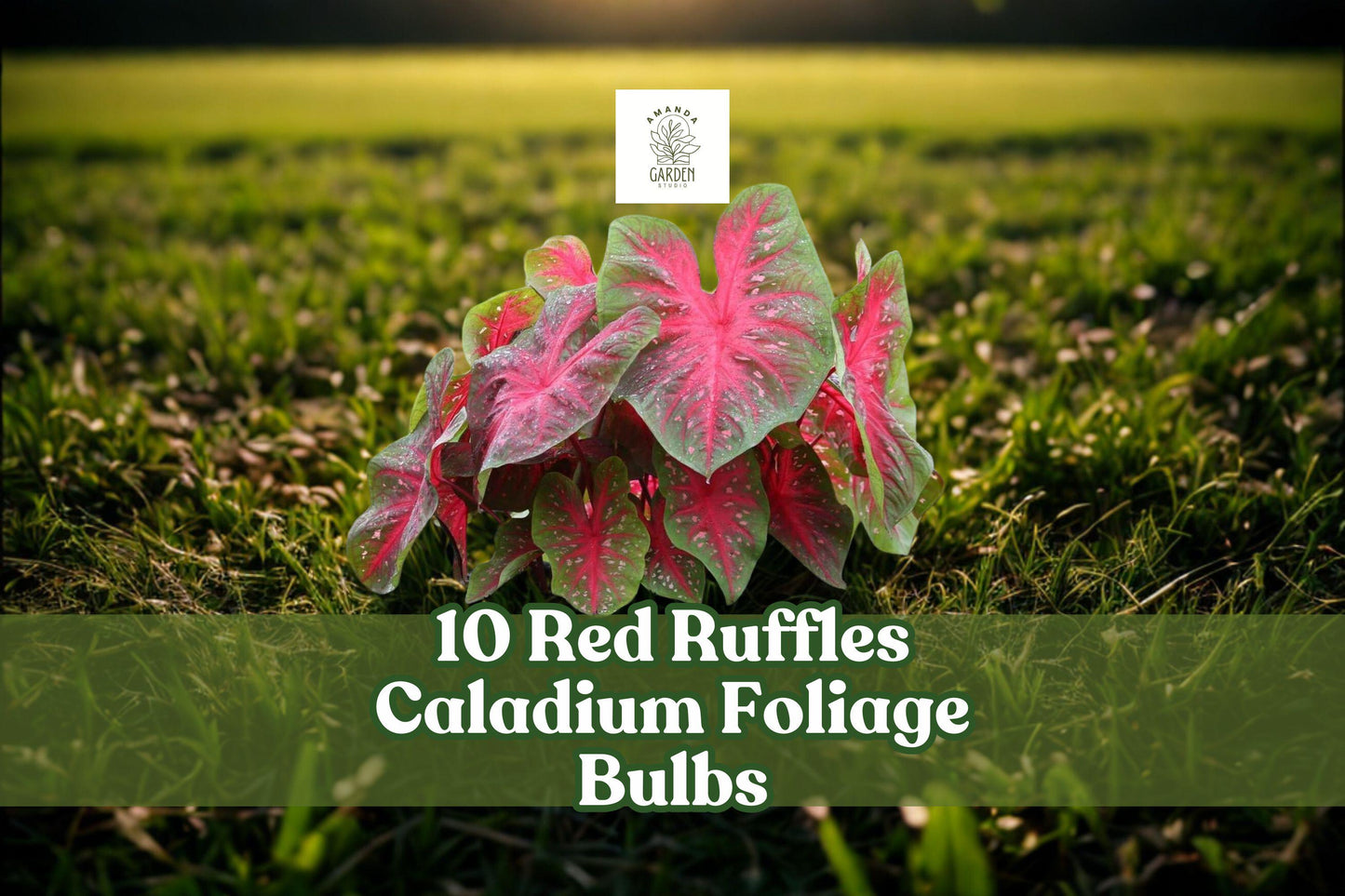 10 Red Ruffles Caladium Bulbs - Caladium bicolor - Tropical Elephant Ear Foliage for Shade Garden & Containers