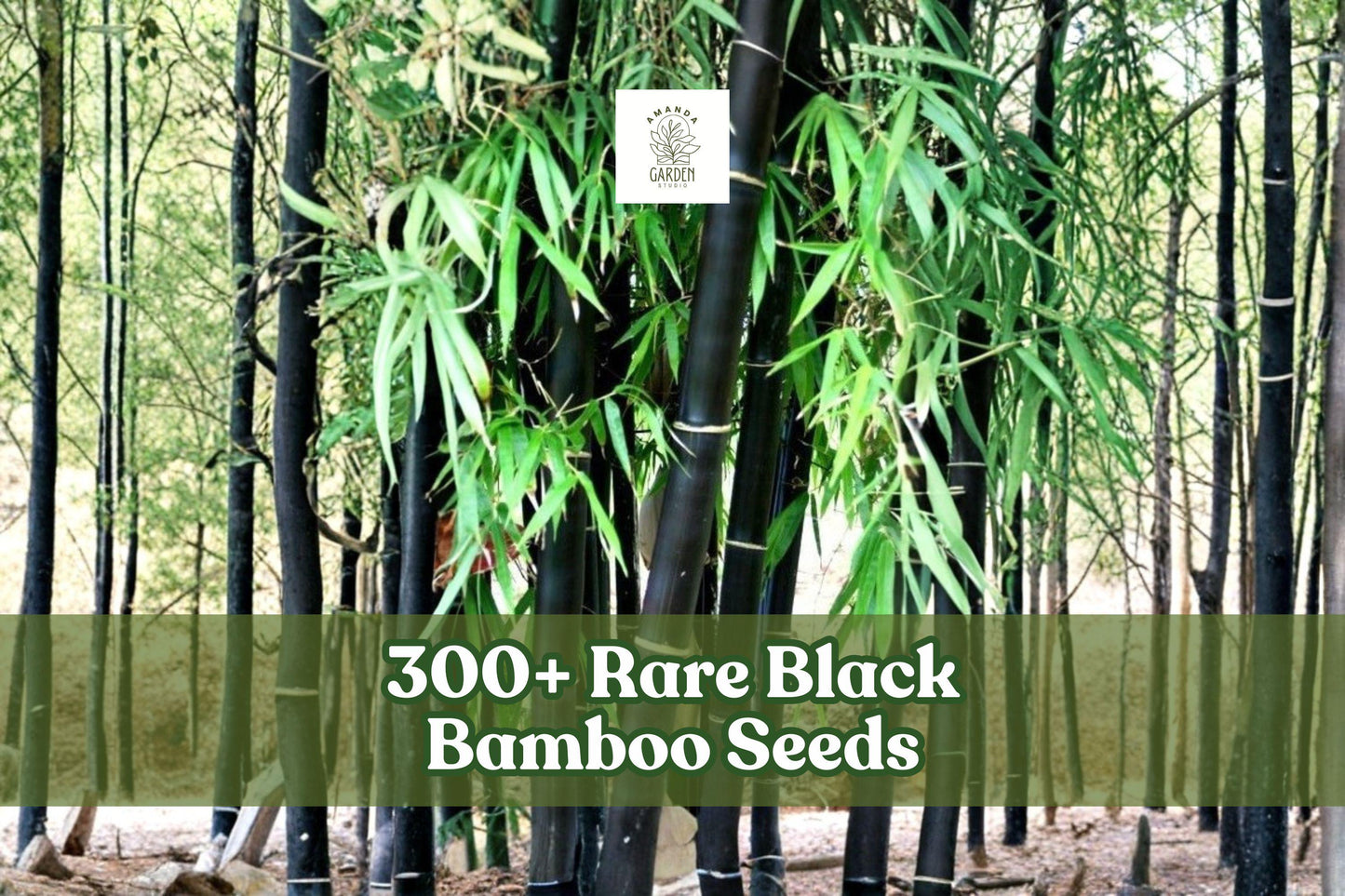 Rare Black Bamboo Seeds - 300+ Pack, Phyllostachys nigra, Exotic Fast Growing Ornamental Bamboo for Gardens & Landscaping.