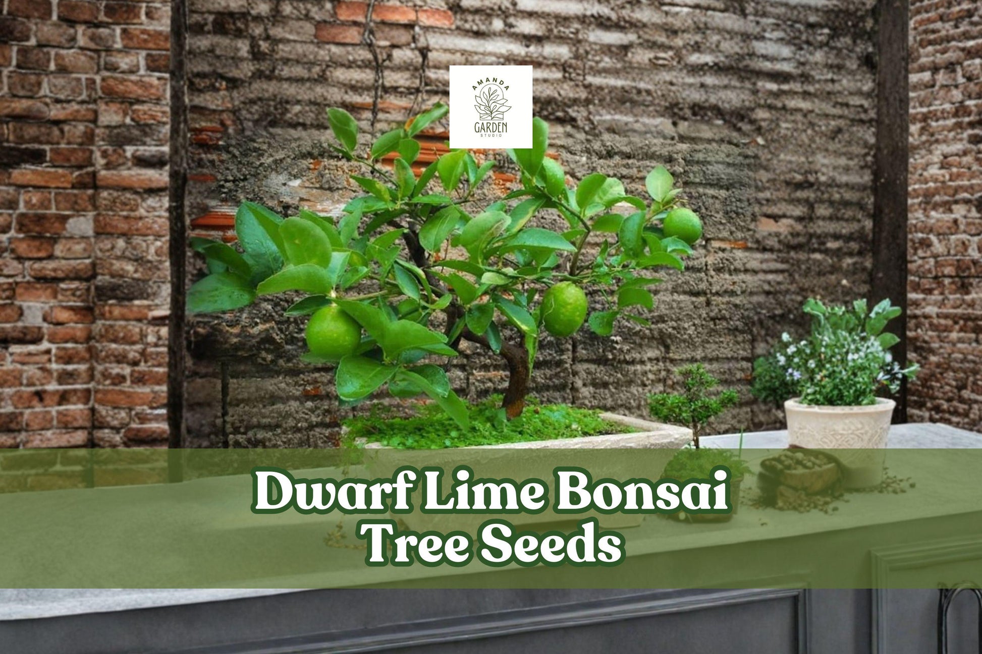 Dwarf Lime Bonsai Tree Seeds | 20+ Citrus Seeds for Planting | Citrus spp. | Ideal for Container Growing & Bonsai Training