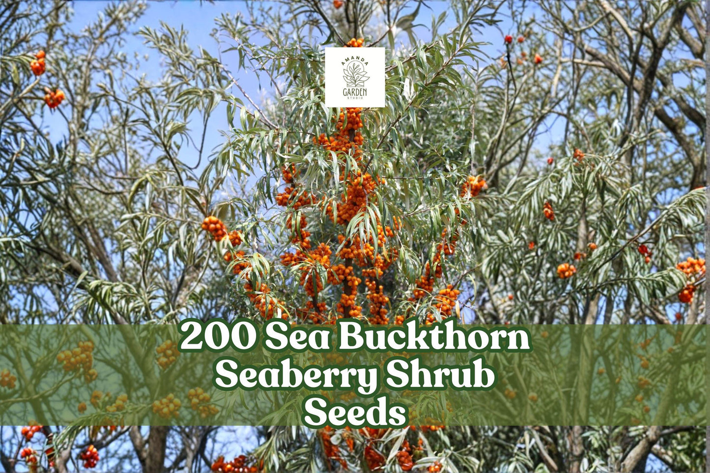 200 Sea Buckthorn Shrub Seeds - Edible Seaberry, Hippophae rhamnoides, Hardy Perennial for Gardens and Landscapes