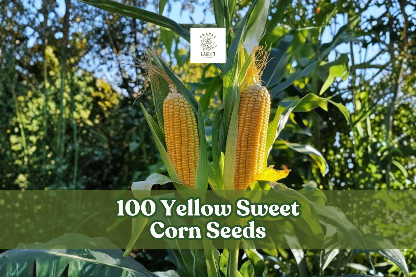 Yellow Sweet Corn Seeds (100 Count) - Incredible Hybrid, Zea mays, Productive Garden Vegetable for Home Planting