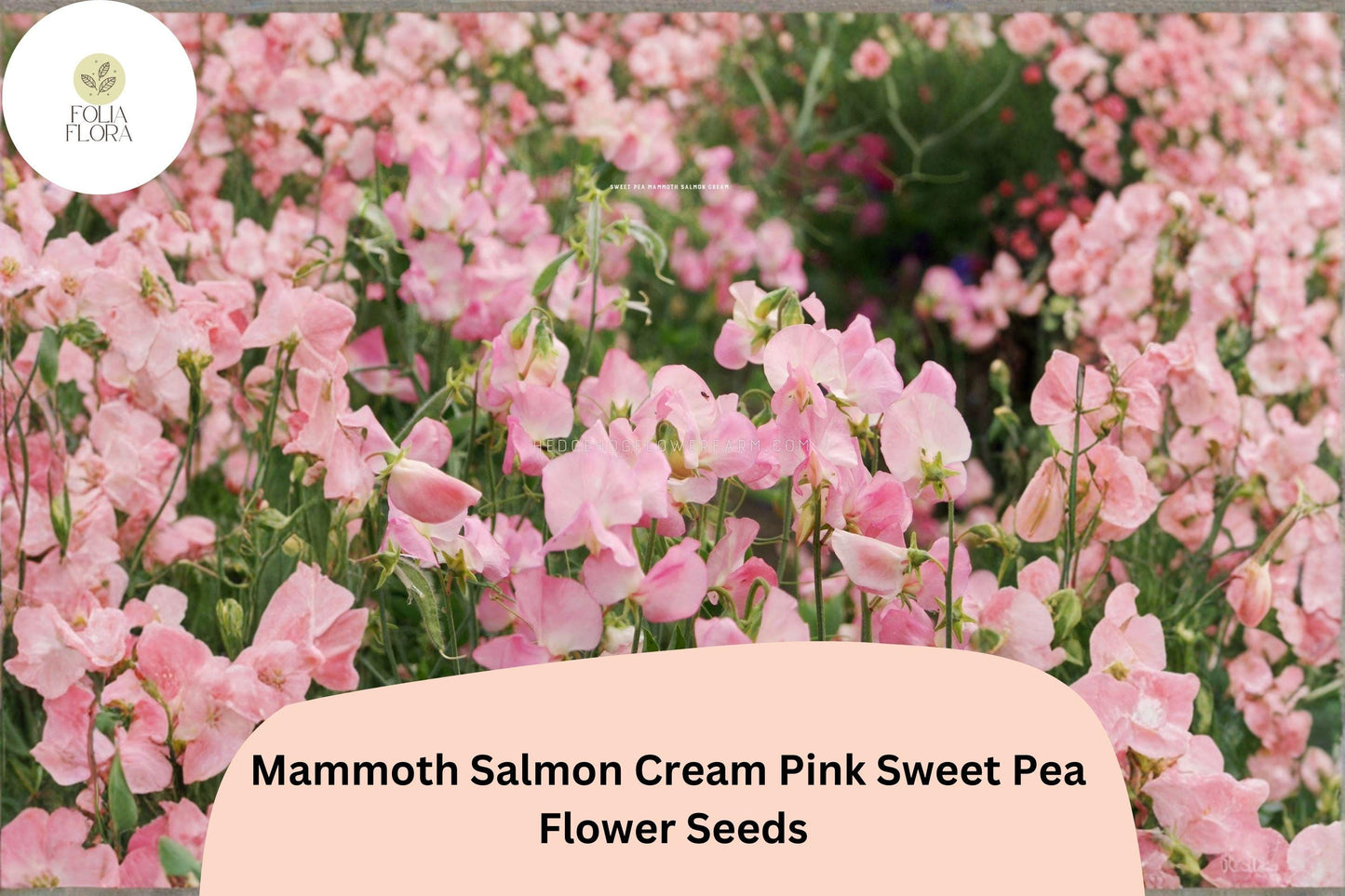 Mammoth Salmon Cream Pink Sweet Pea Seeds | Lathyrus odoratus | 50+ Climbing Vine Seeds for Ornamental Gardens