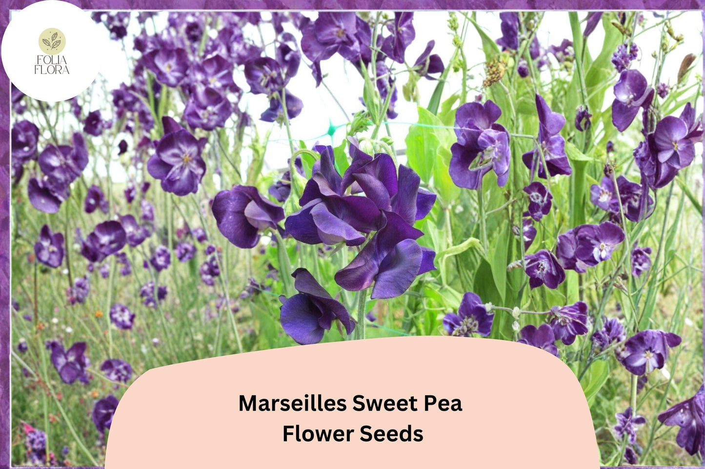 Marseilles Sweet Pea Seeds | 50+ Climbing Flower Seeds | Lathyrus odoratus | Burgundy Blooms for Vertical Gardens