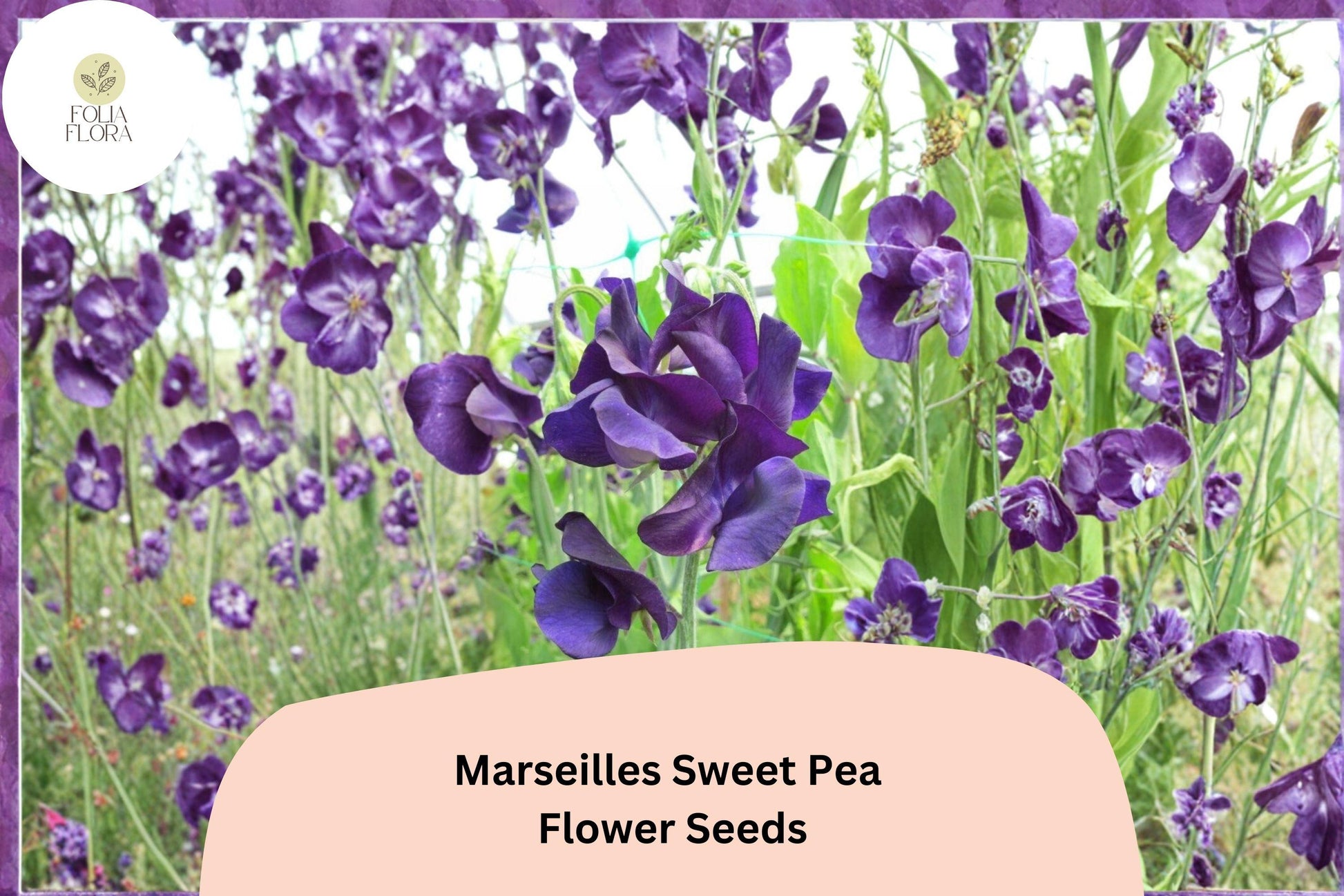 Marseilles Sweet Pea Seeds | 50+ Climbing Flower Seeds | Lathyrus odoratus | Burgundy Blooms for Vertical Gardens