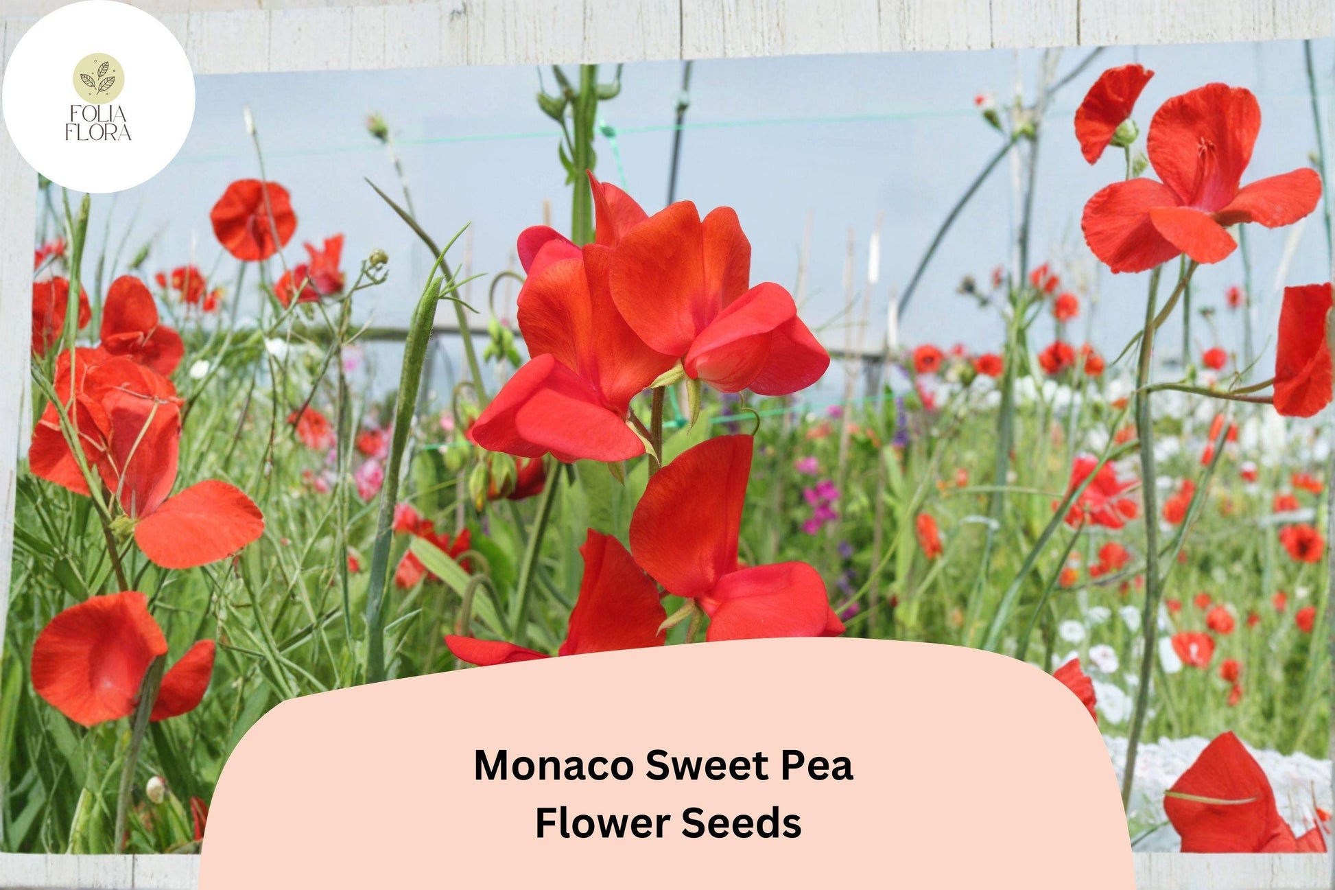Monaco Sweet Pea Seeds - Orange Climbing Flower Vine (Lathyrus odoratus) - 50+ Untreated Seeds for Garden Planting