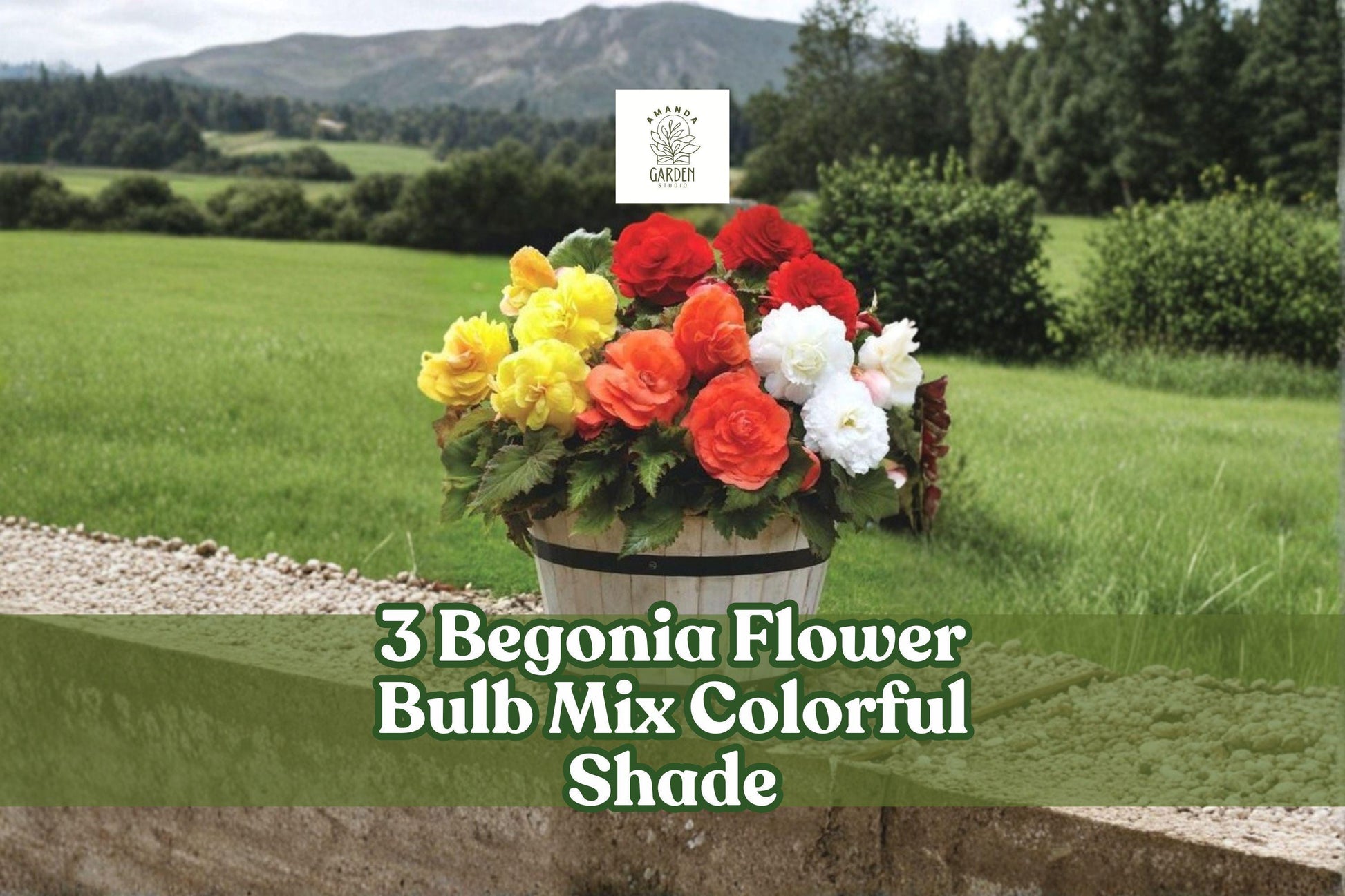 Begonia Flower Bulb Mix - 3 Colorful Bulbs for Shade Garden - Ornamental Blooms - Begonia spp.