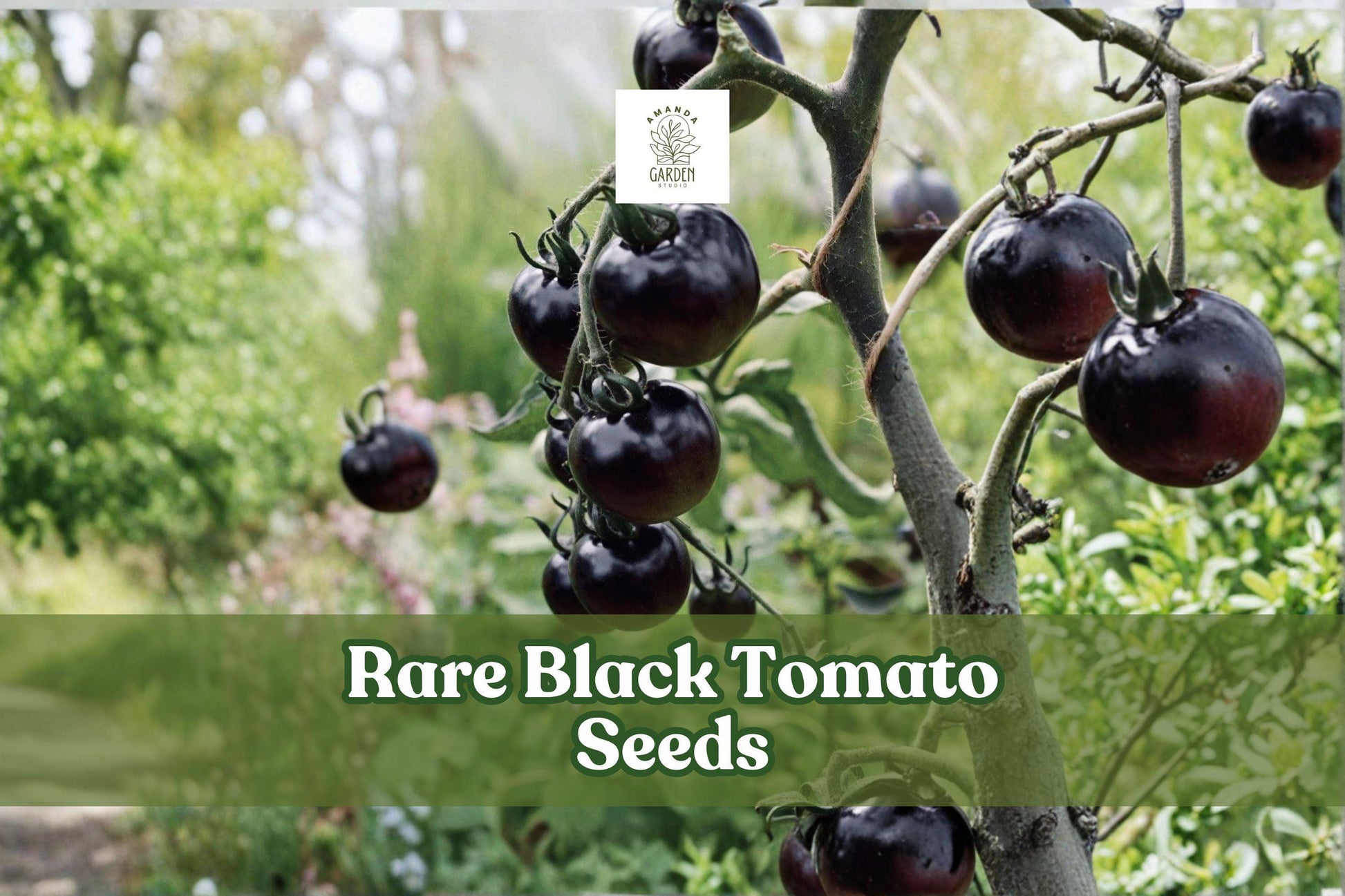 Rare Black Tomato Seeds - 50+ Count, Exotic Dark Variety, Solanum lycopersicum, Ideal for Garden & Container Growing