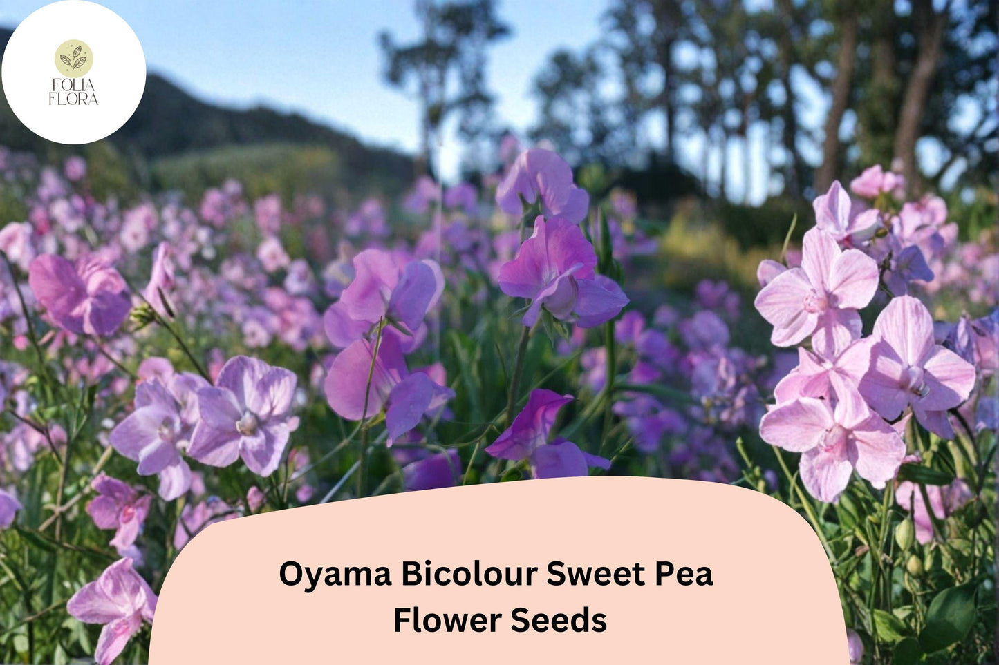Bicolour Sweet Pea Seeds | 50+ Oyama Lathyrus odoratus | Tall Climbing Flower Vine for Gardens & Trellises
