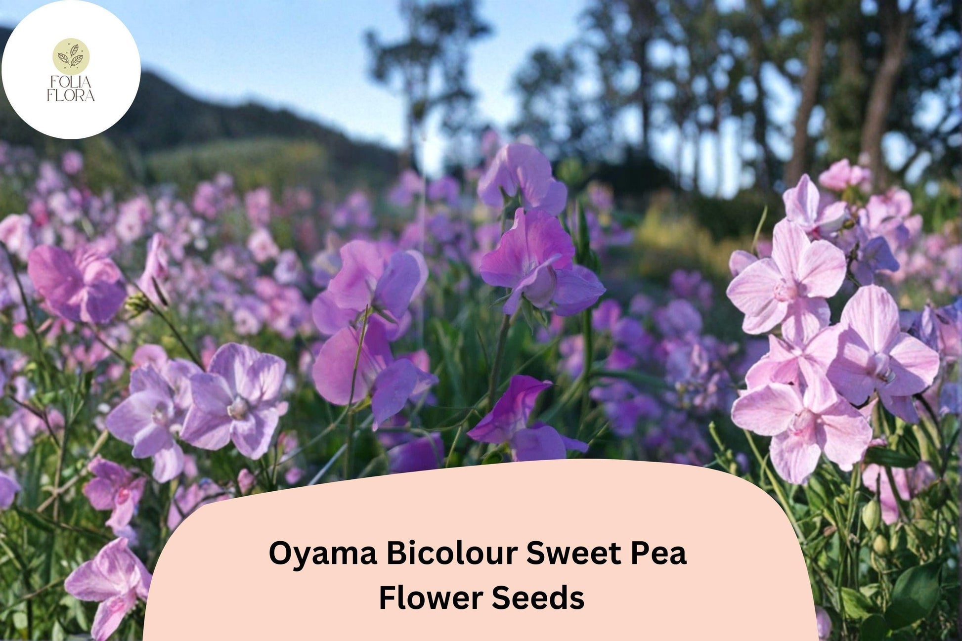 Bicolour Sweet Pea Seeds | 50+ Oyama Lathyrus odoratus | Tall Climbing Flower Vine for Gardens & Trellises