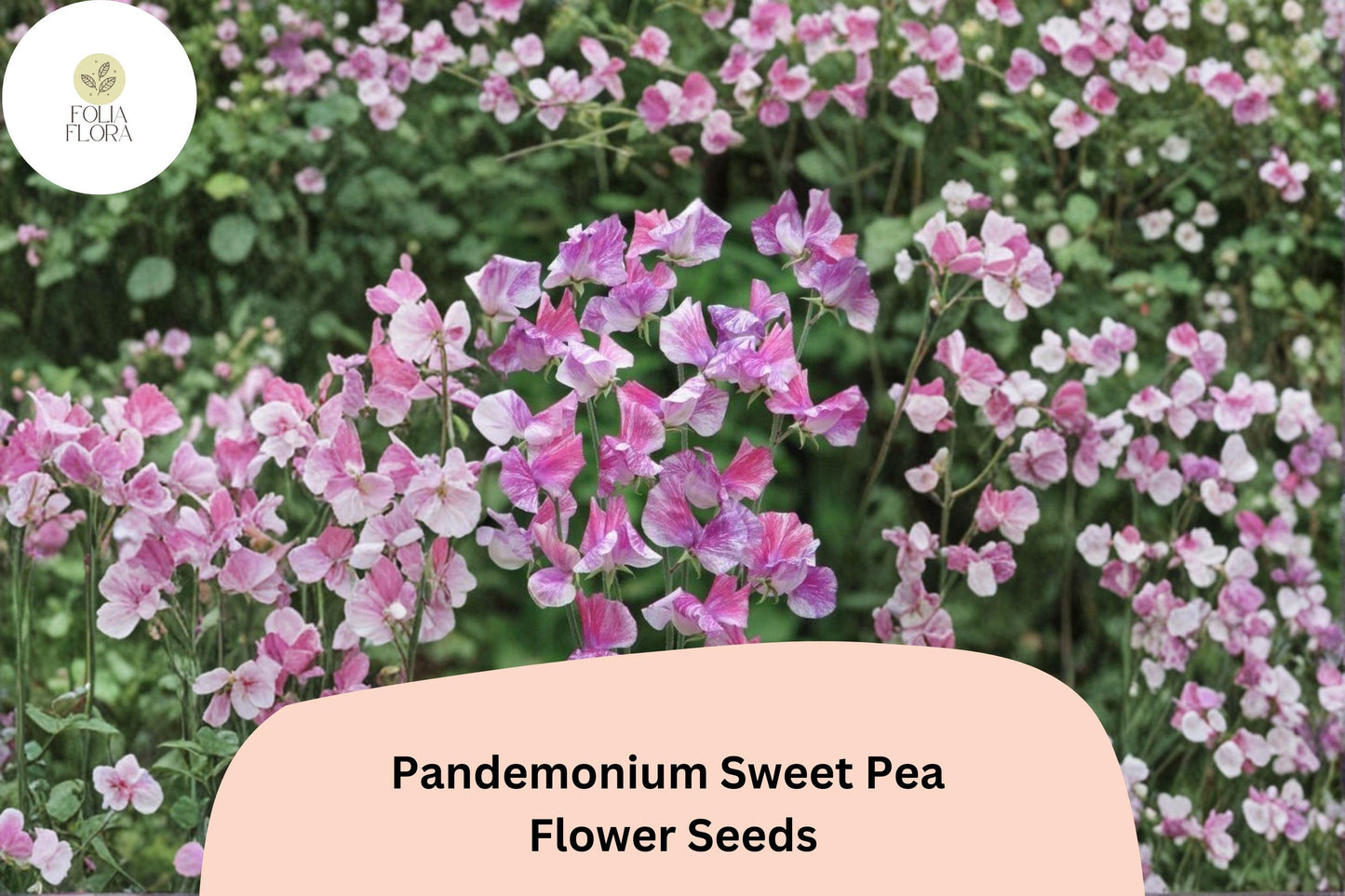 Pandemonium Sweet Pea Seeds | 50+ Vibrant Climbing Flower Seeds | Lathyrus odoratus | Ornamental Garden Use