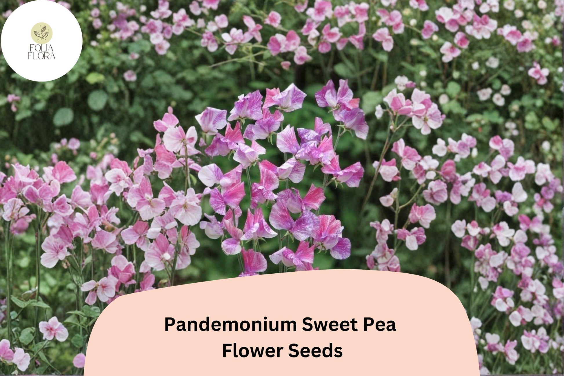 Pandemonium Sweet Pea Seeds | 50+ Vibrant Climbing Flower Seeds | Lathyrus odoratus | Ornamental Garden Use
